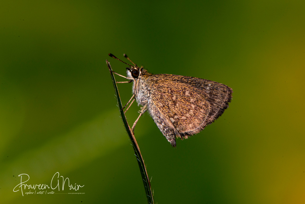 Aeromachus pygmaeus, pygmy scrub-hopper