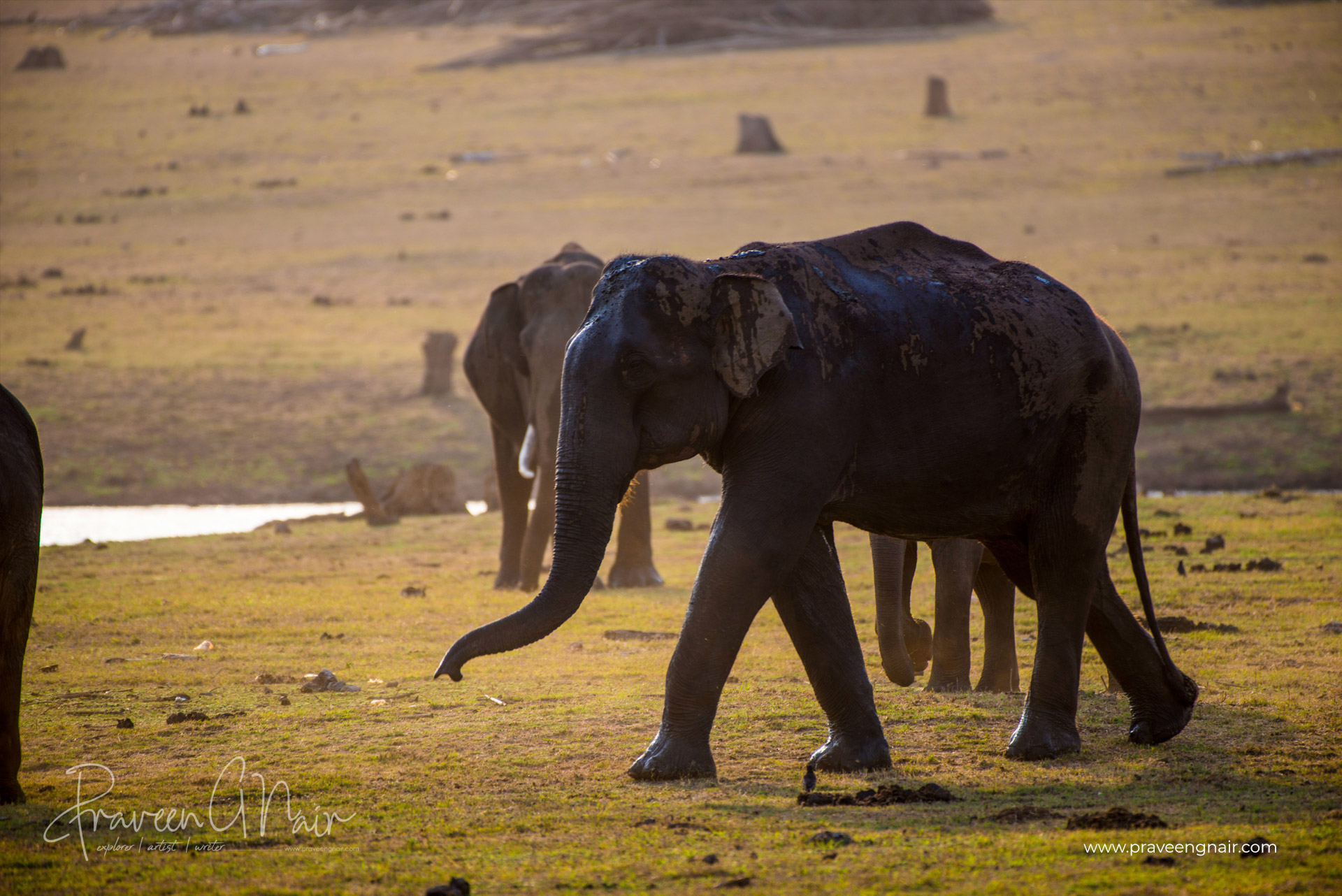 Asiatic Elephant group in Nagarhole National Park