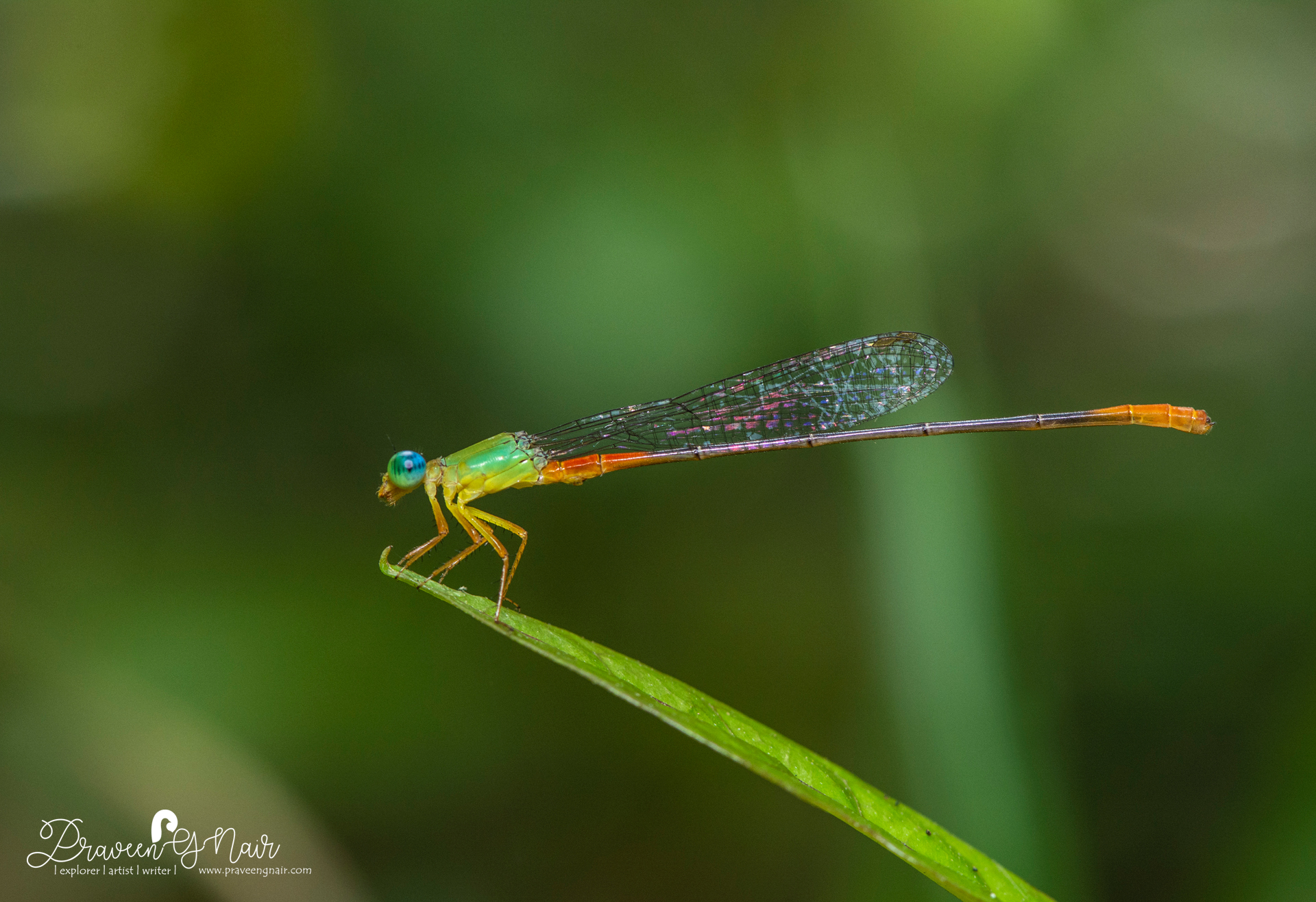 Ceriagrion cerinorubellum  male