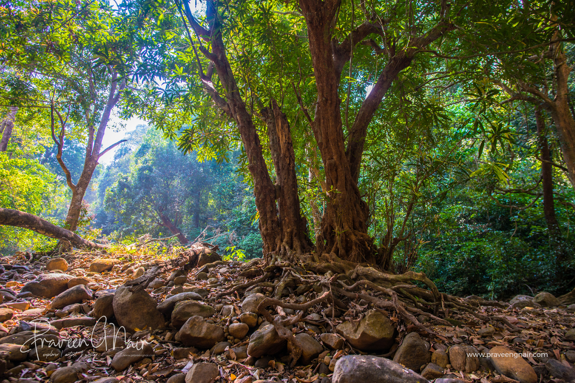 chalakudy-river-vazhachal-forest-inside-area