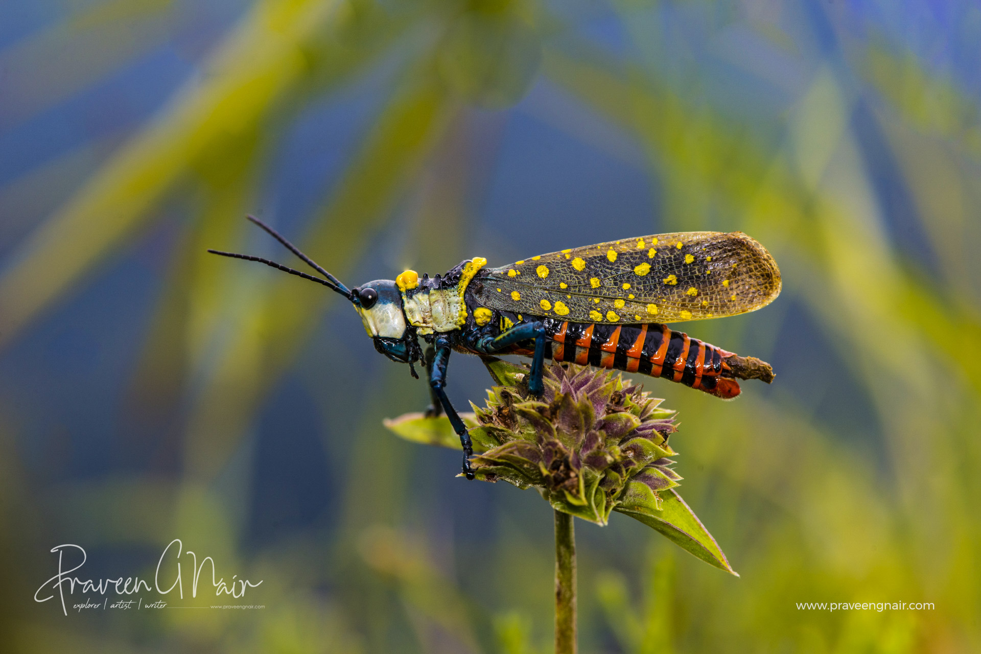 Coffee locust or Aularches miliaris