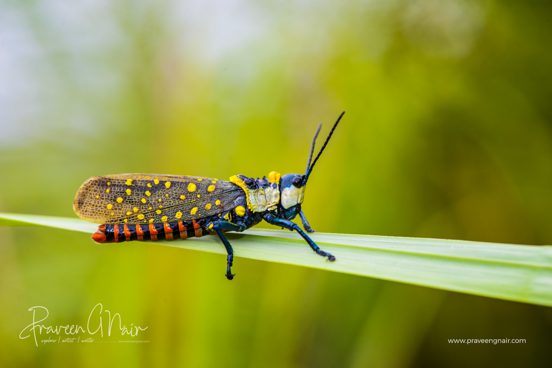 Coffee locust or Aularches miliaris