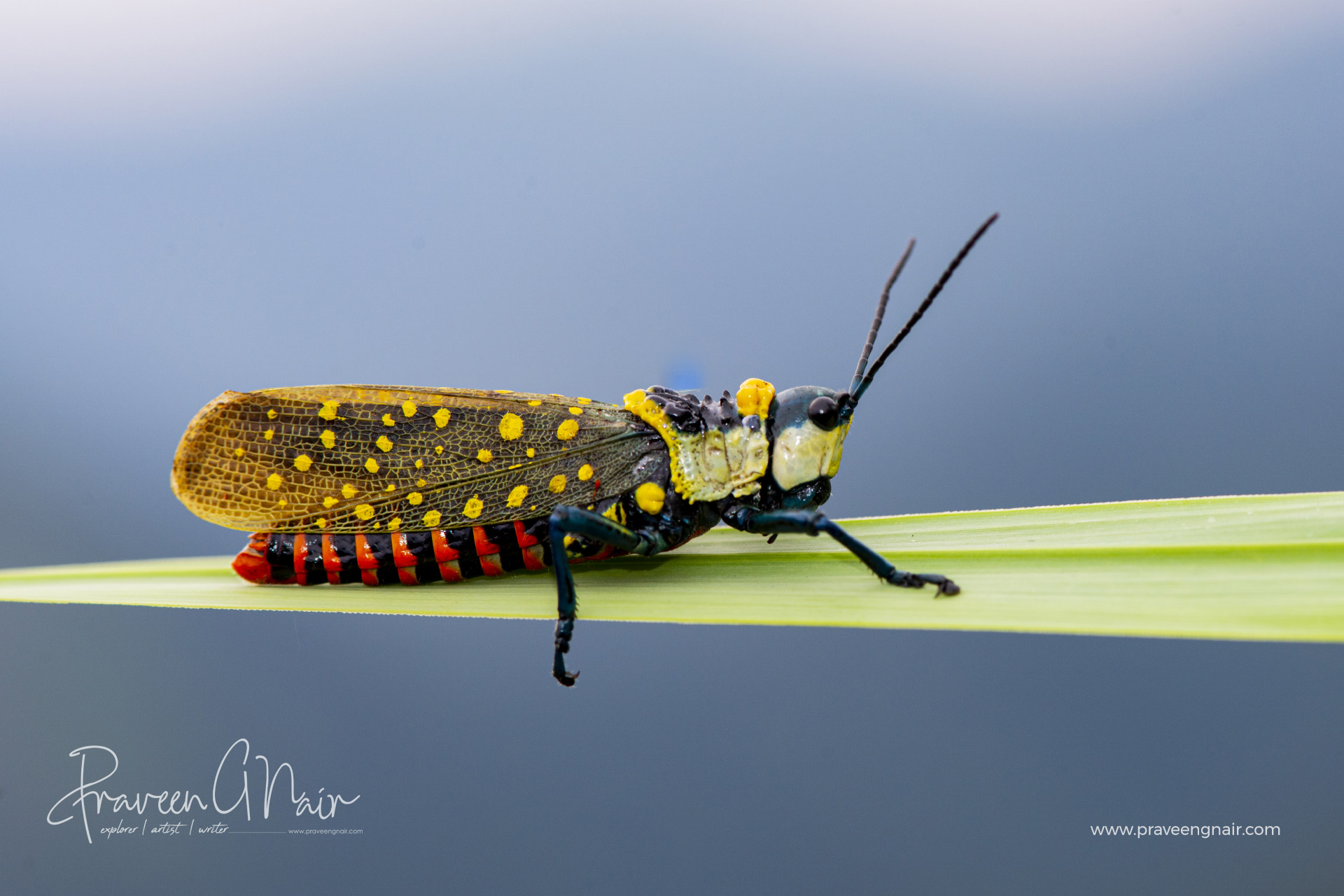 Coffee locust or Aularches miliaris