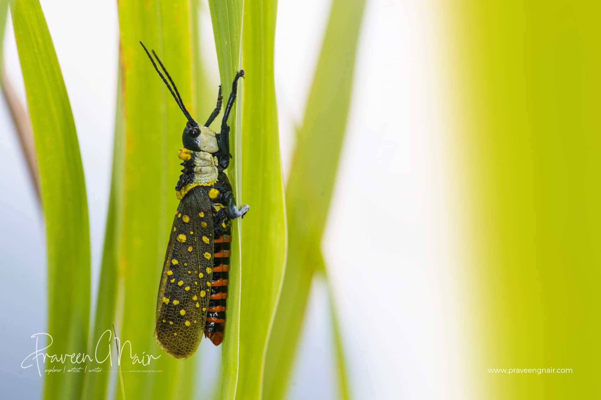 Coffee locust or Aularches miliaris