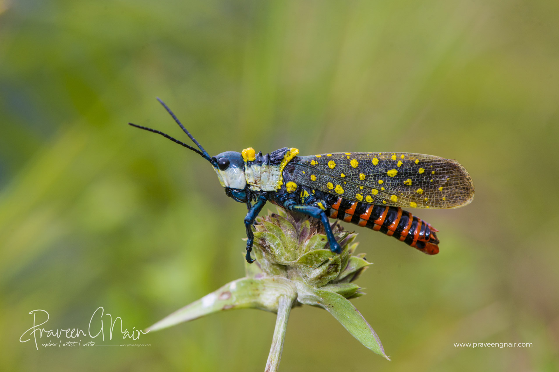 Coffee locust or Aularches miliaris