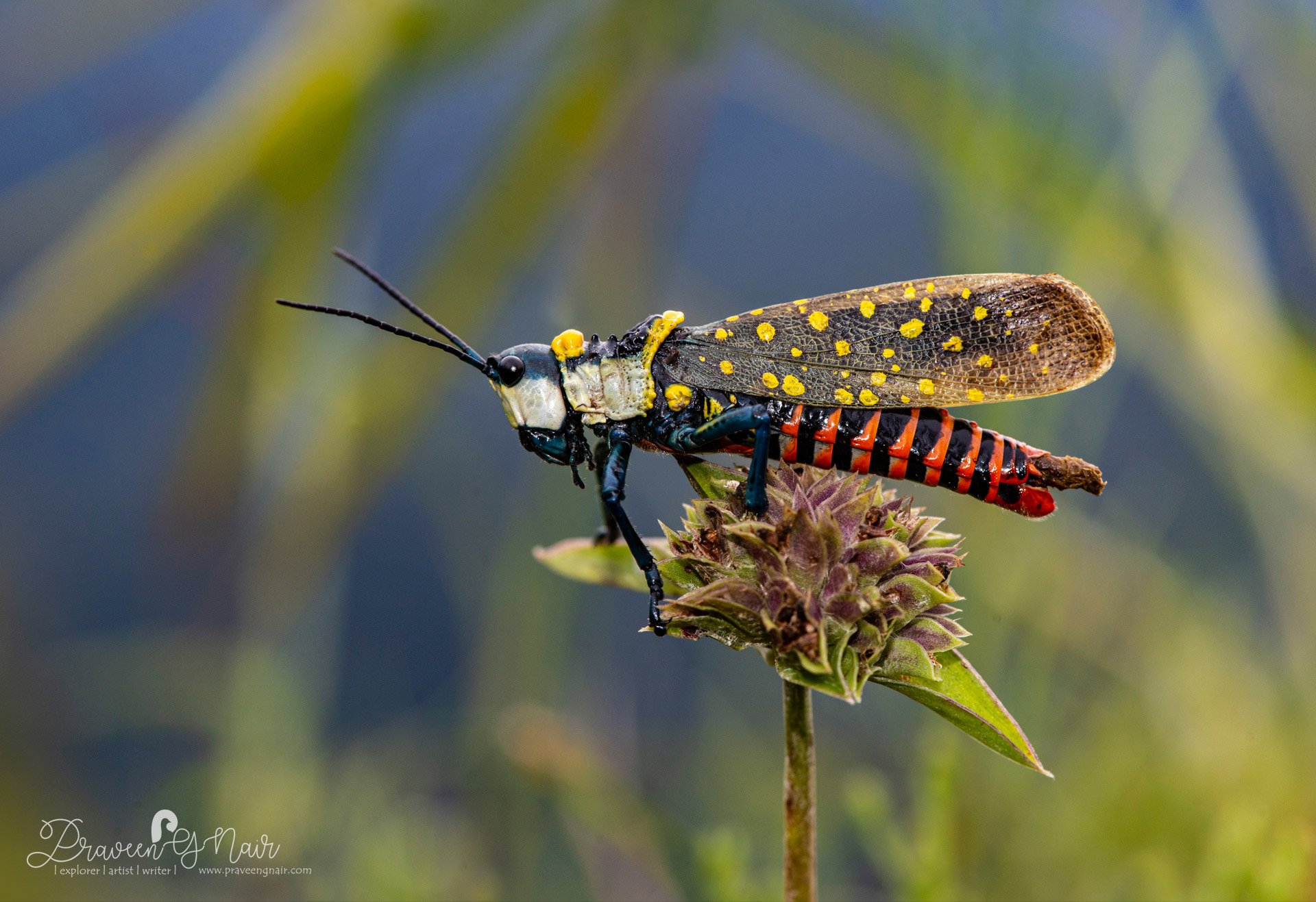 coffee locust grasshopper