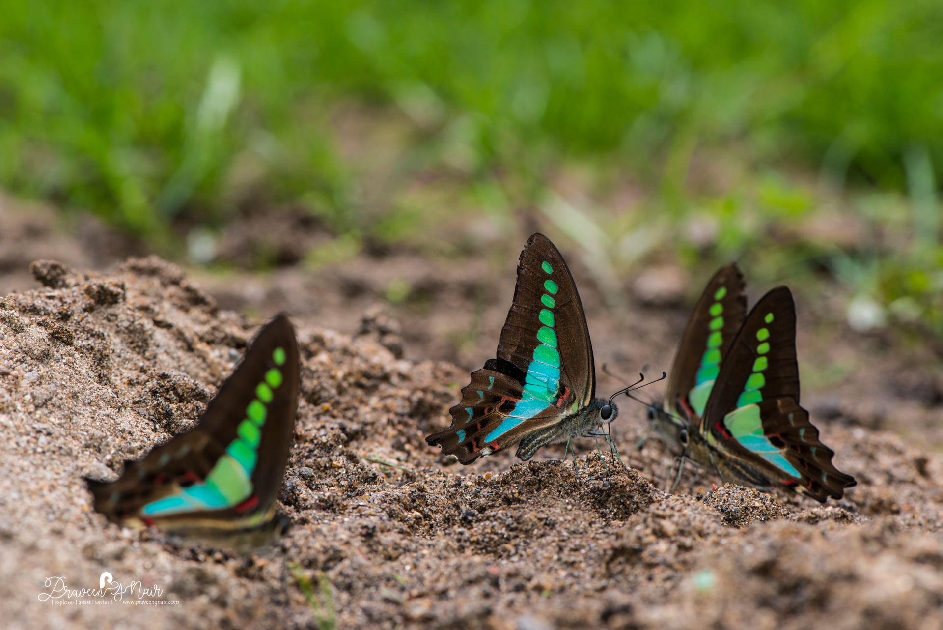Common Bluebottle butterflies mud puddling