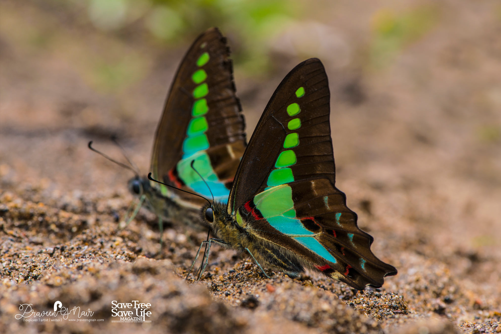 Common Bluebottle butterflies mud puddling