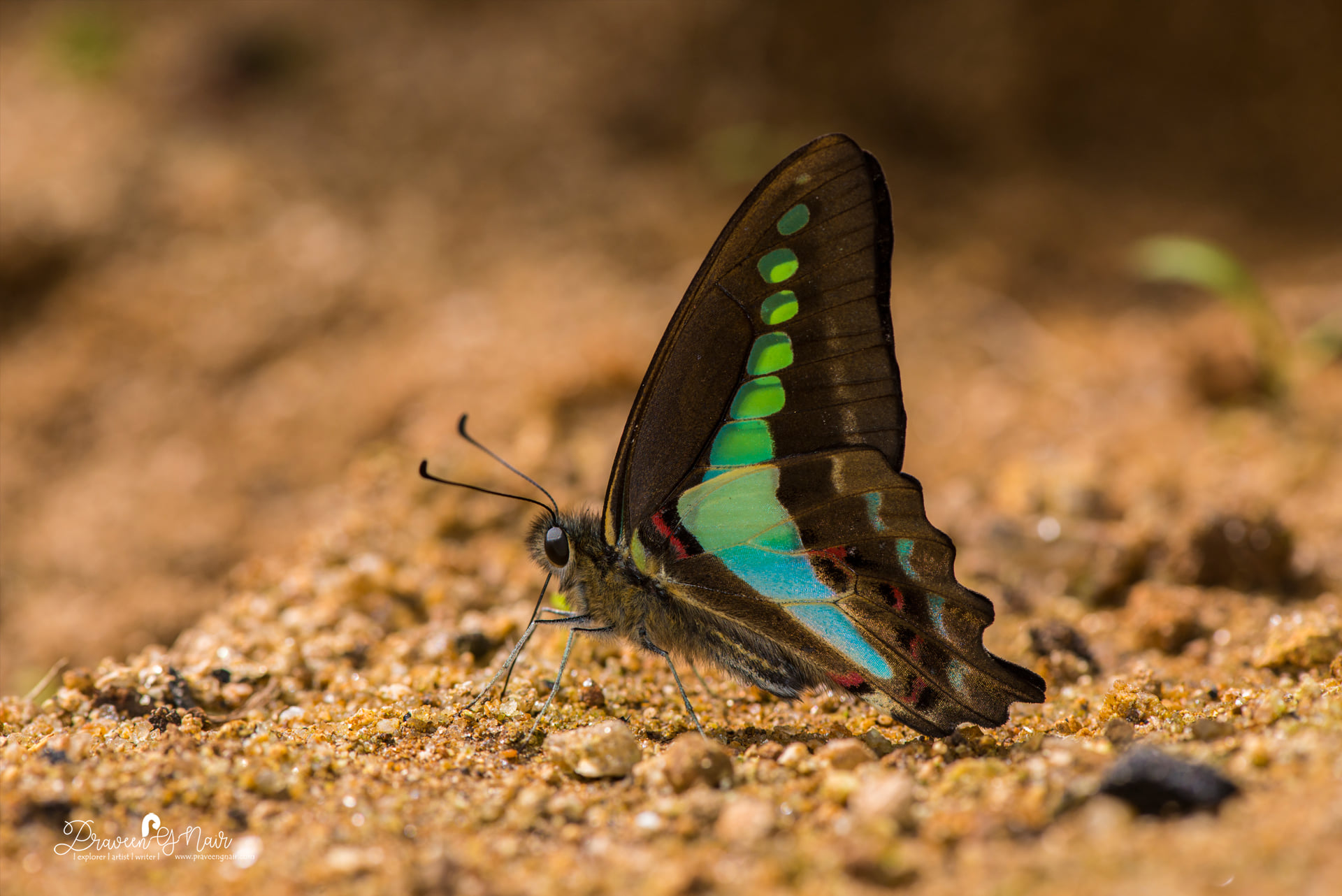 Common Bluebottle mud puddling