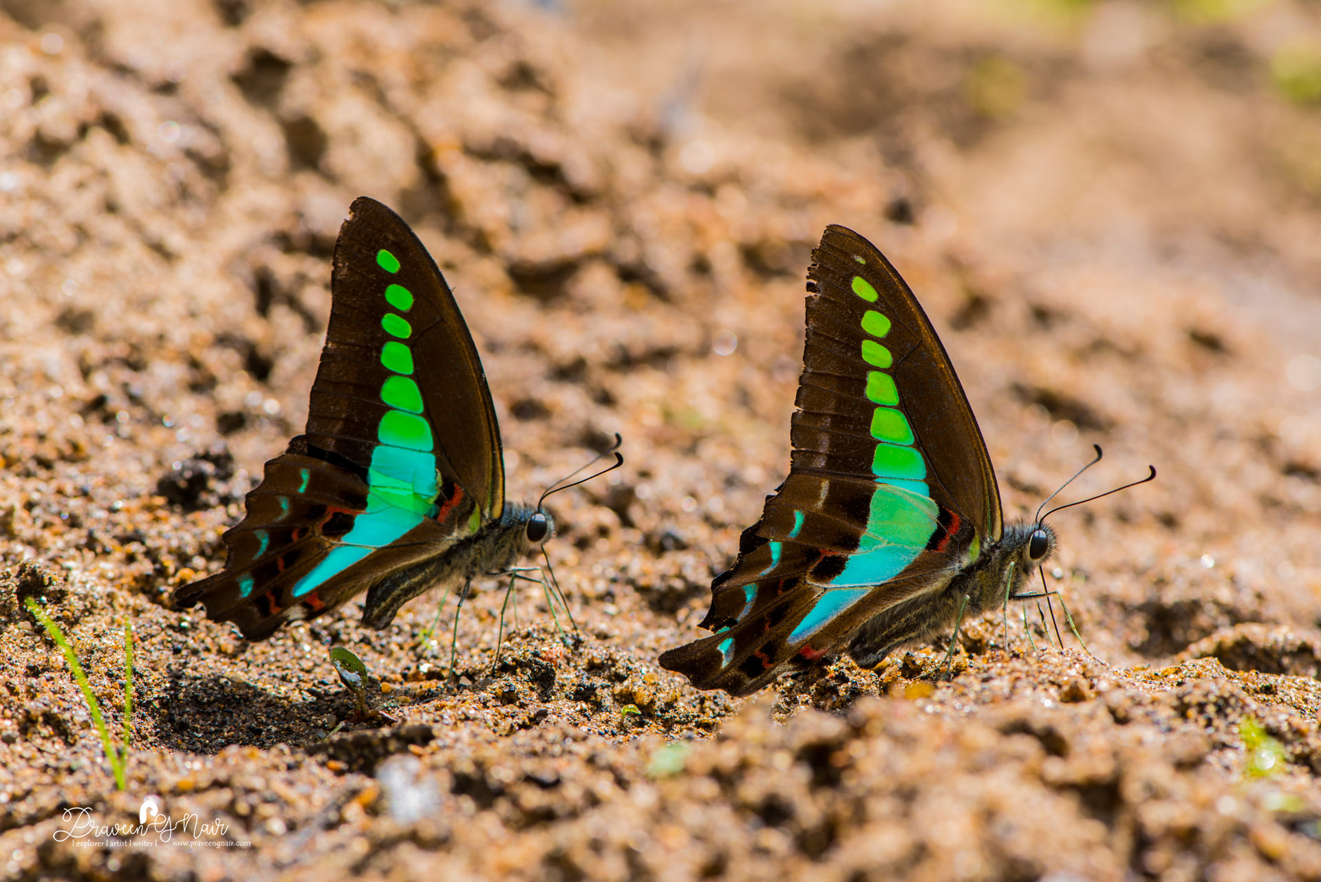 Common Bluebottle or Graphium sarpedon butterflies mud puddling