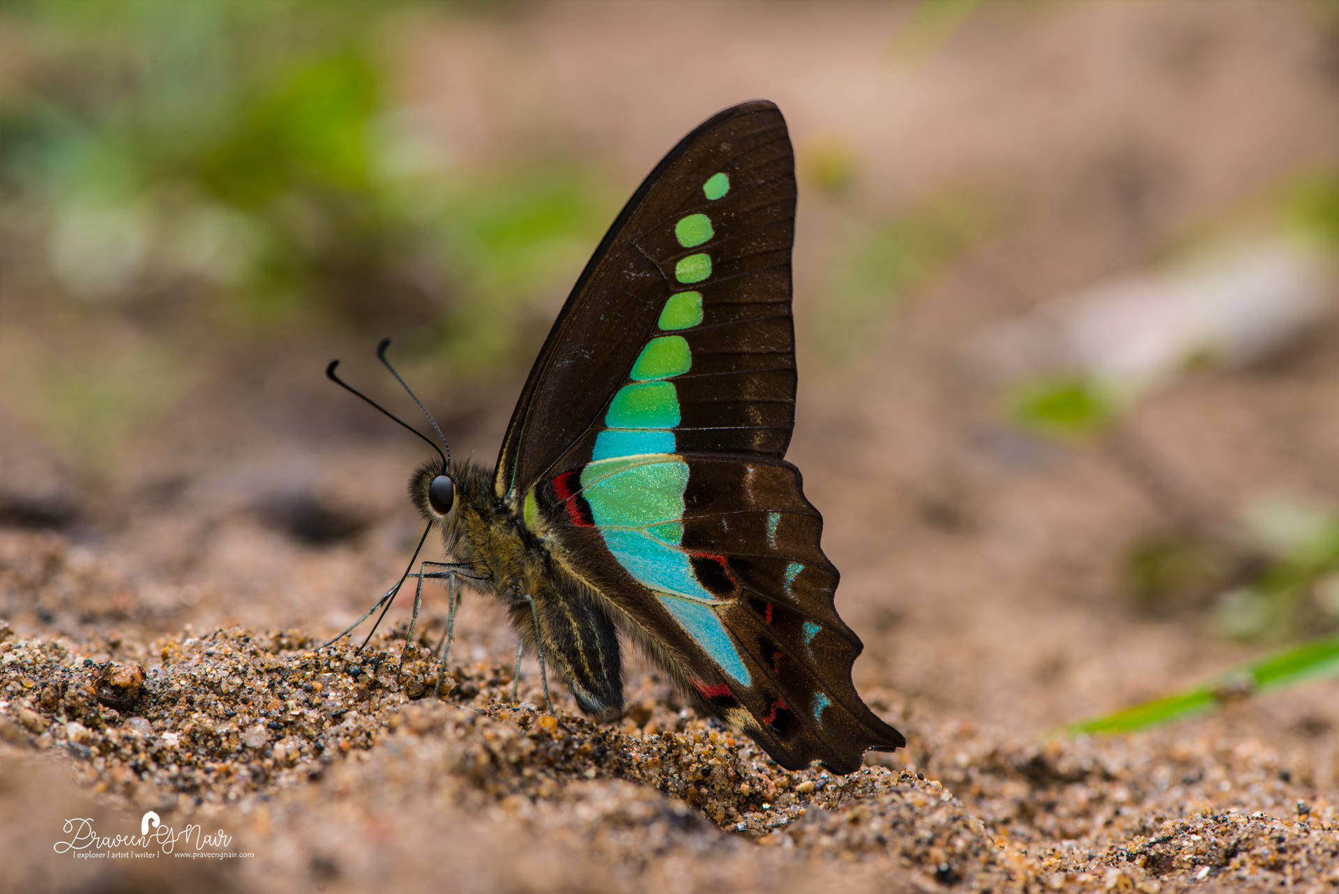 Common Bluebottle or Graphium sarpedon mud puddling
