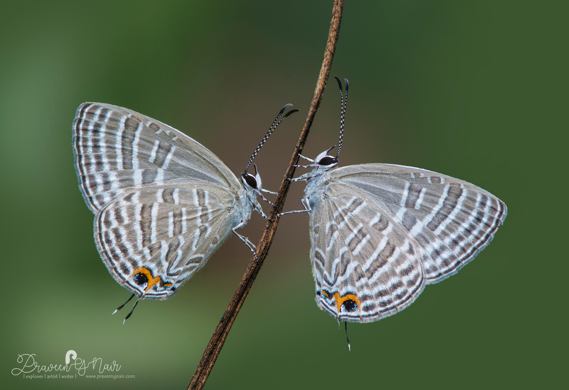 common cerulean pair