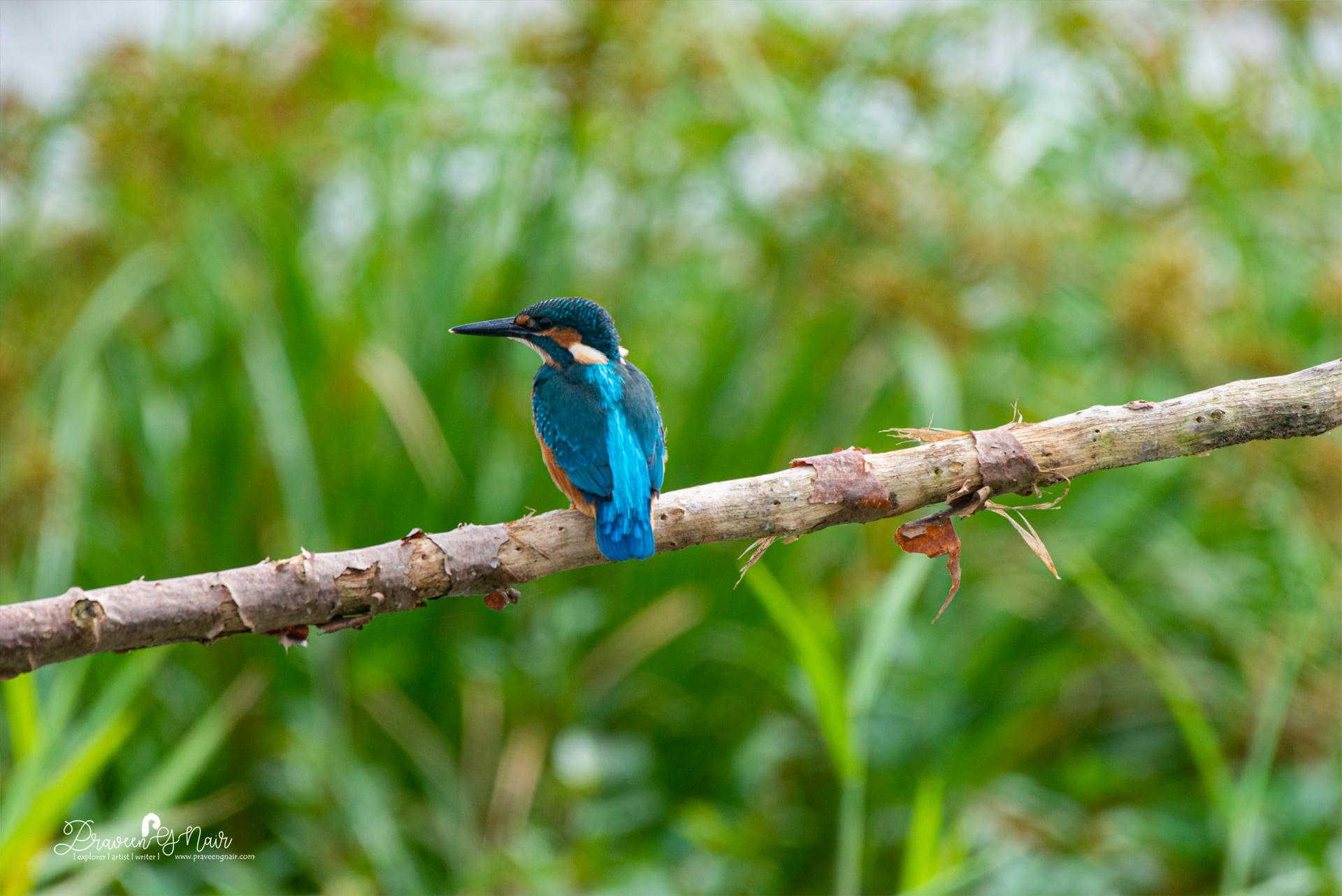 Common Kingfisher, Alcedo atthis