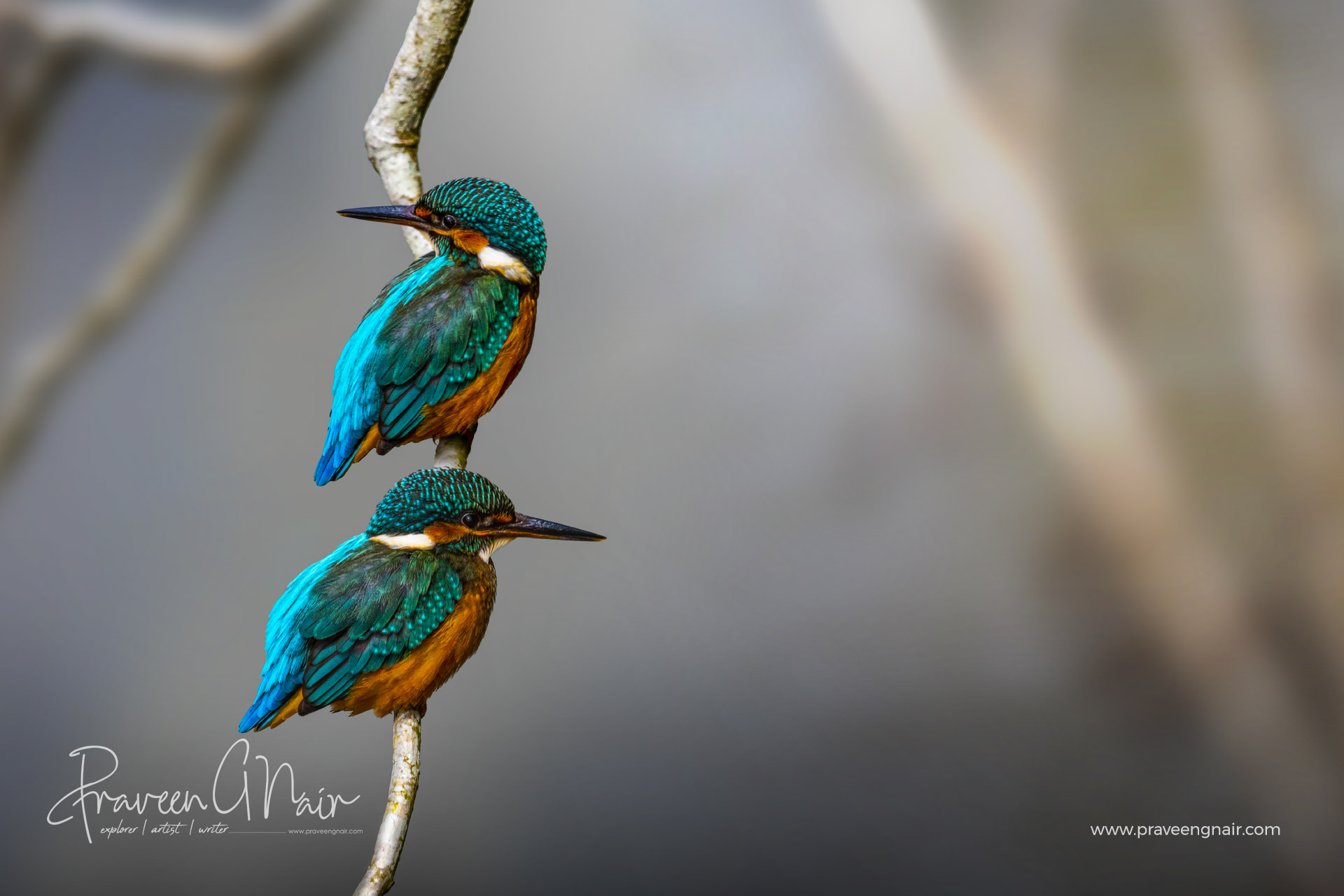 Common Kingfisher pair, Alcedo atthis