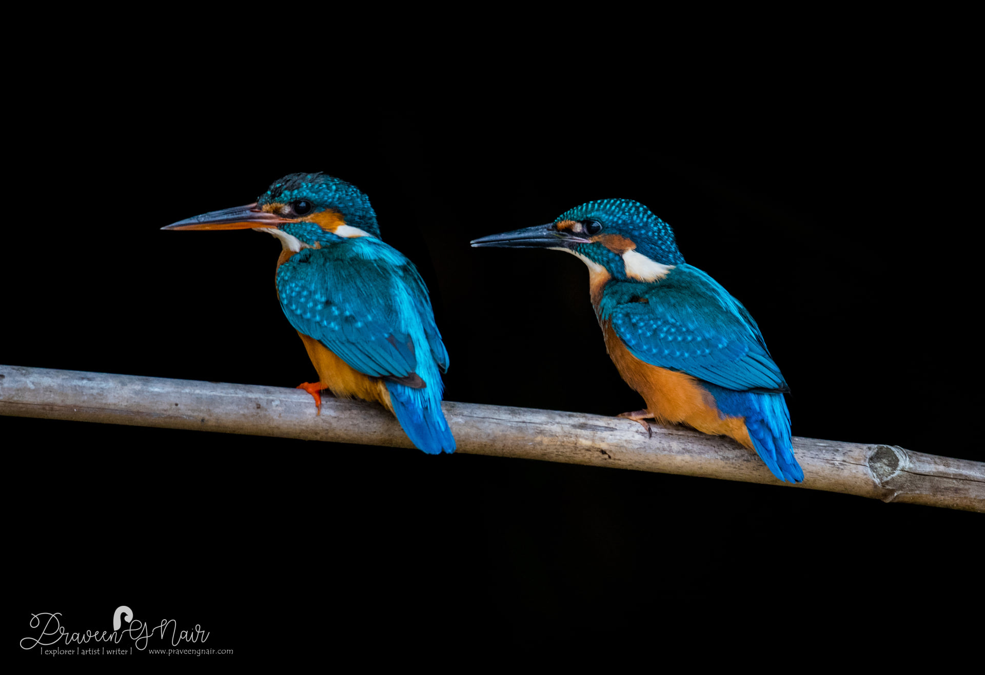 Common Kingfisher pair sharing food_ Alcedo atthis