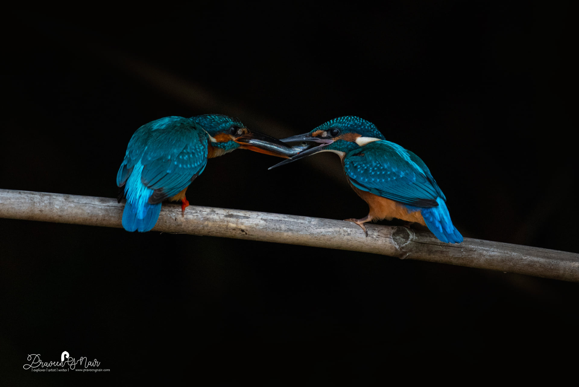 Common Kingfisher pair sharing food, Alcedo atthis