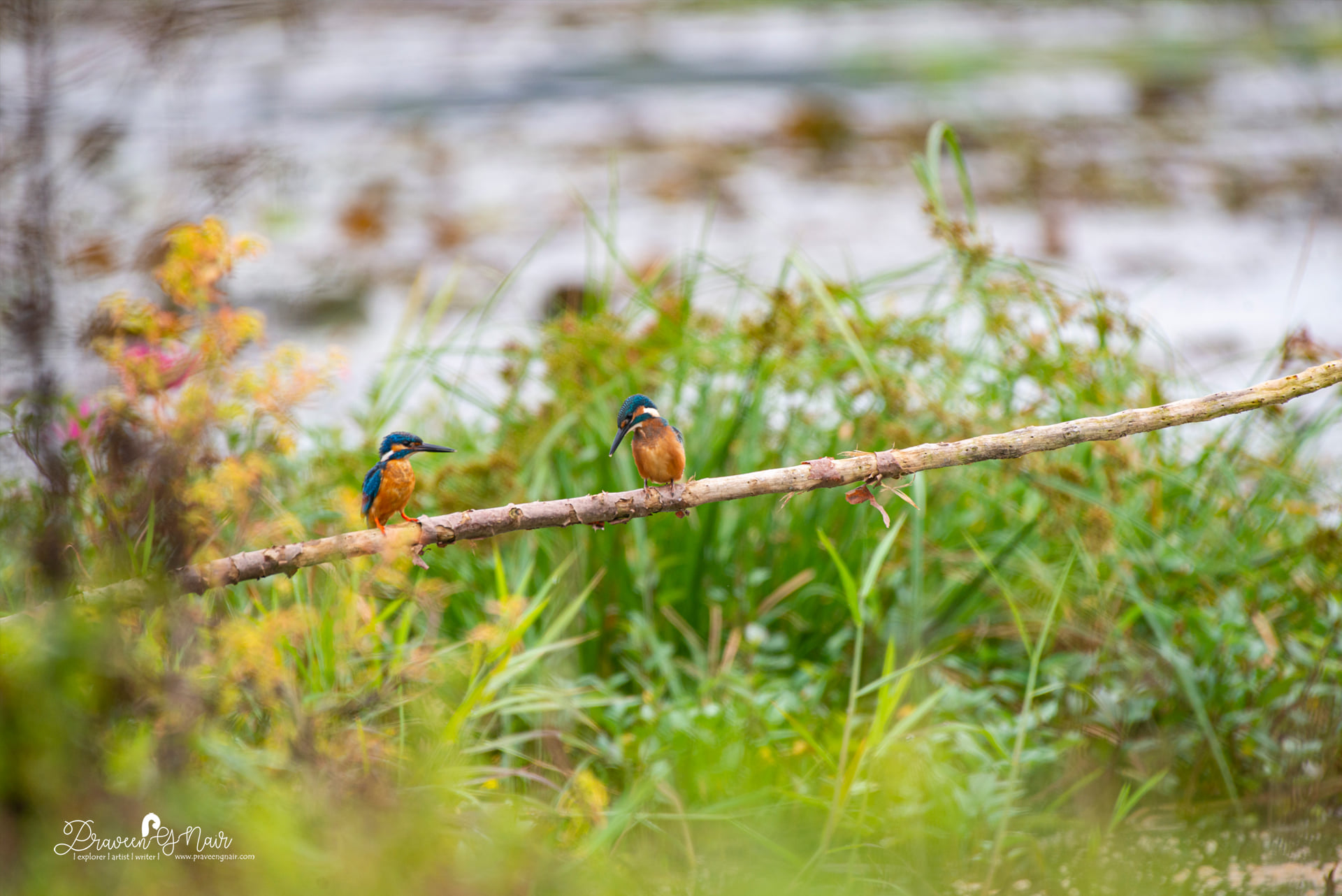 Common Kingfisher Pair
