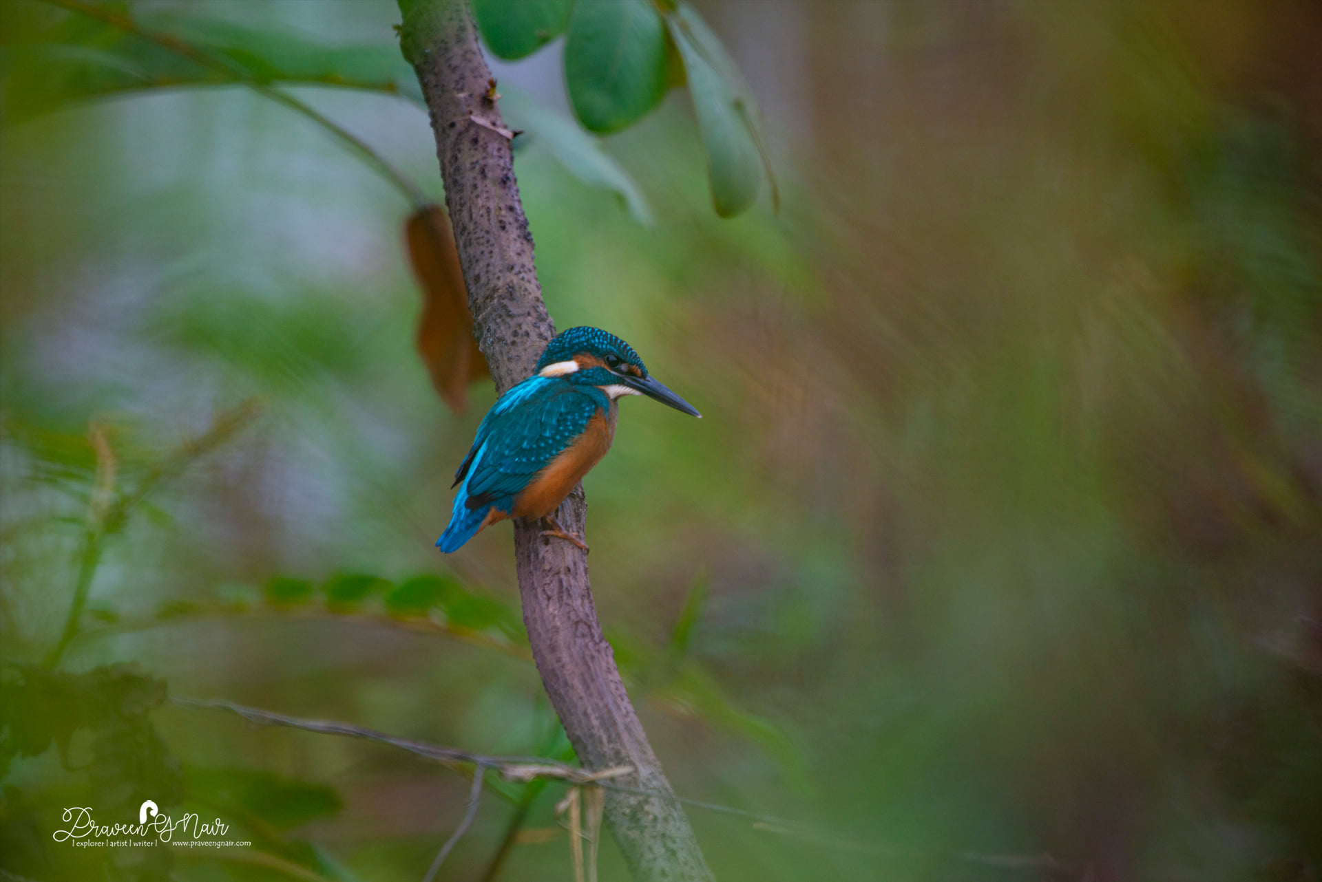 Common Kingfisher, Alcedo atthis