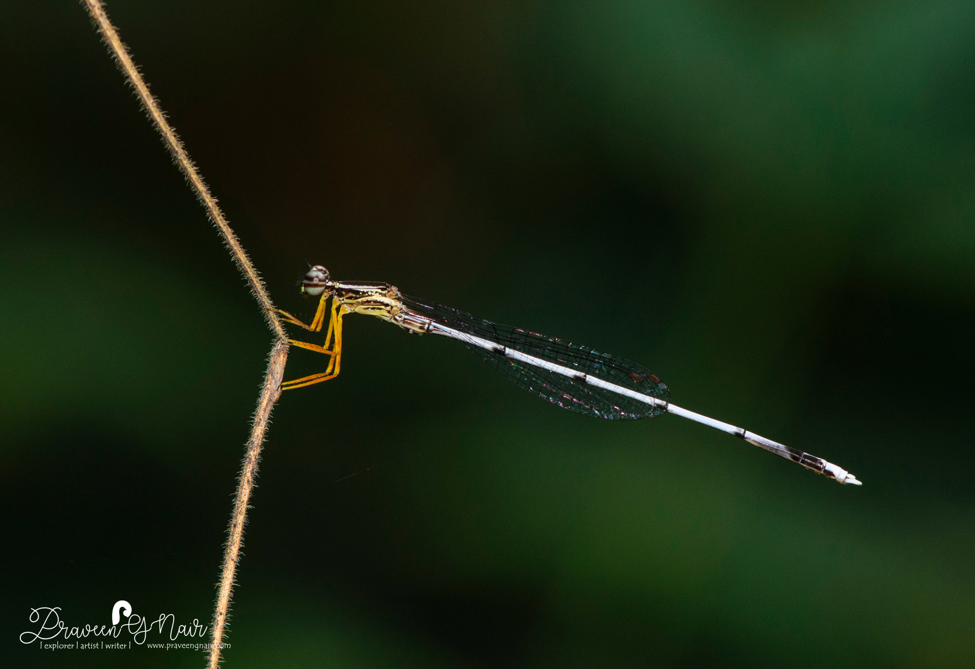 yellow bush dart, Copera marginipes, Platycnemididae