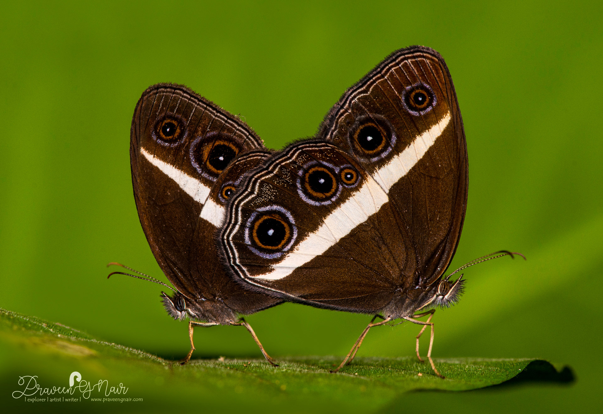 Nigger or  dark grass-brown Pair Mating