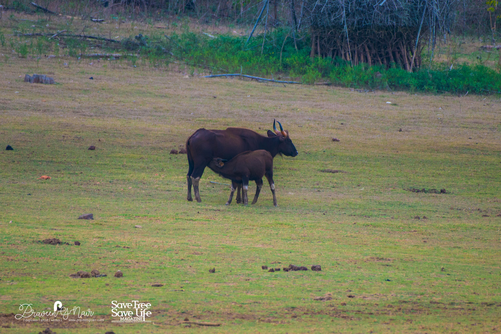 Wild gaur feeding or Indian bison, Feeding Baby Gaur