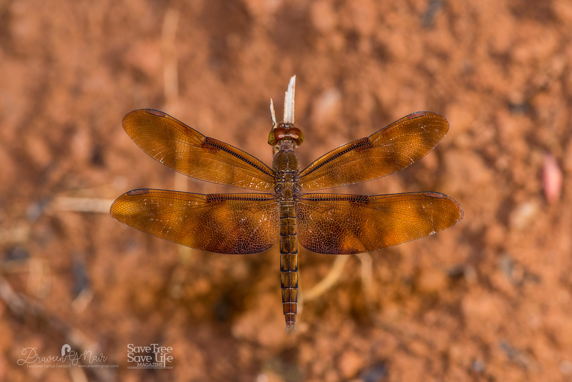 fulvous forest skimmer female or Neurothemis fulvia female