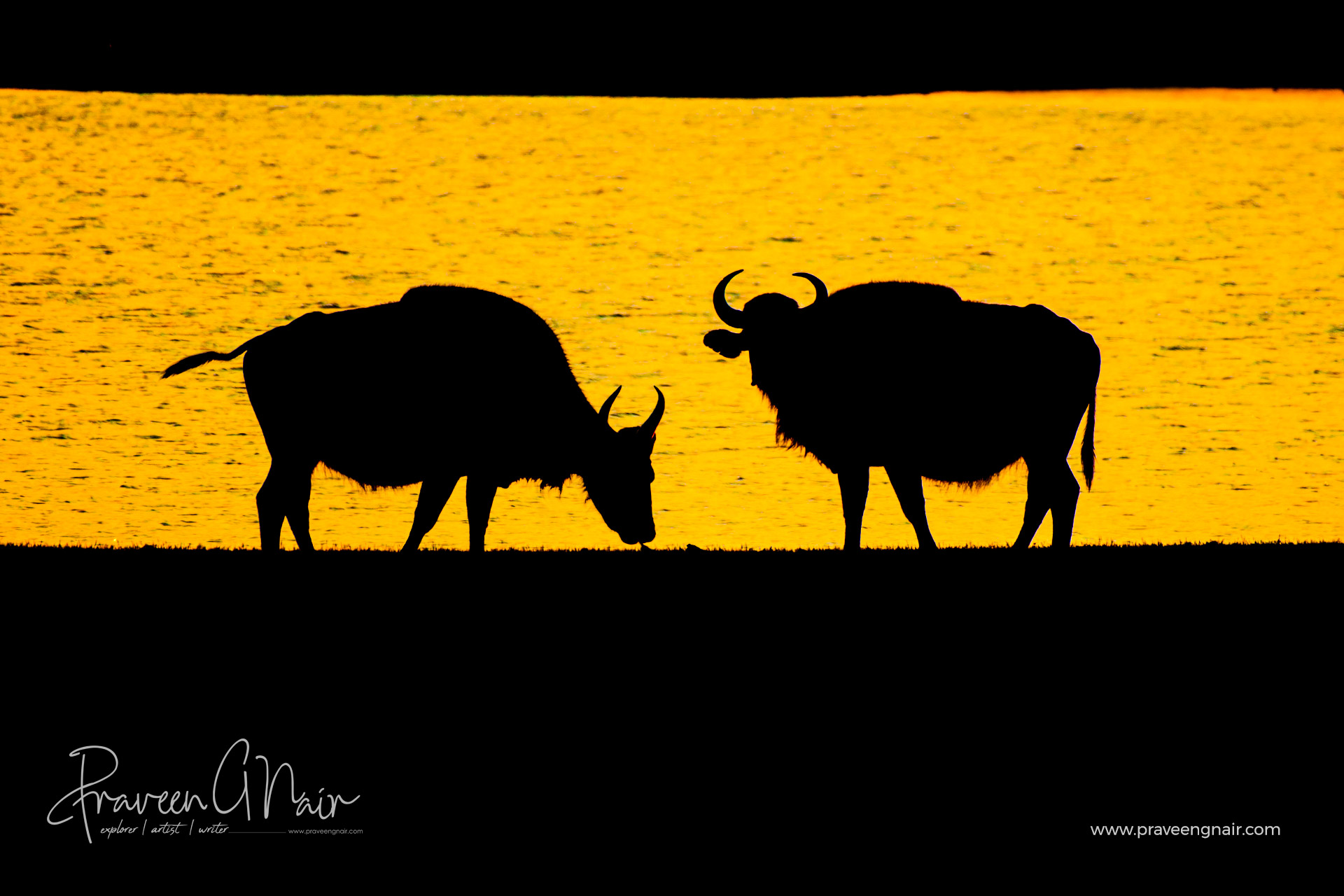 Gaur Pair in Sunset at Nagarahole Tiger Reserve
