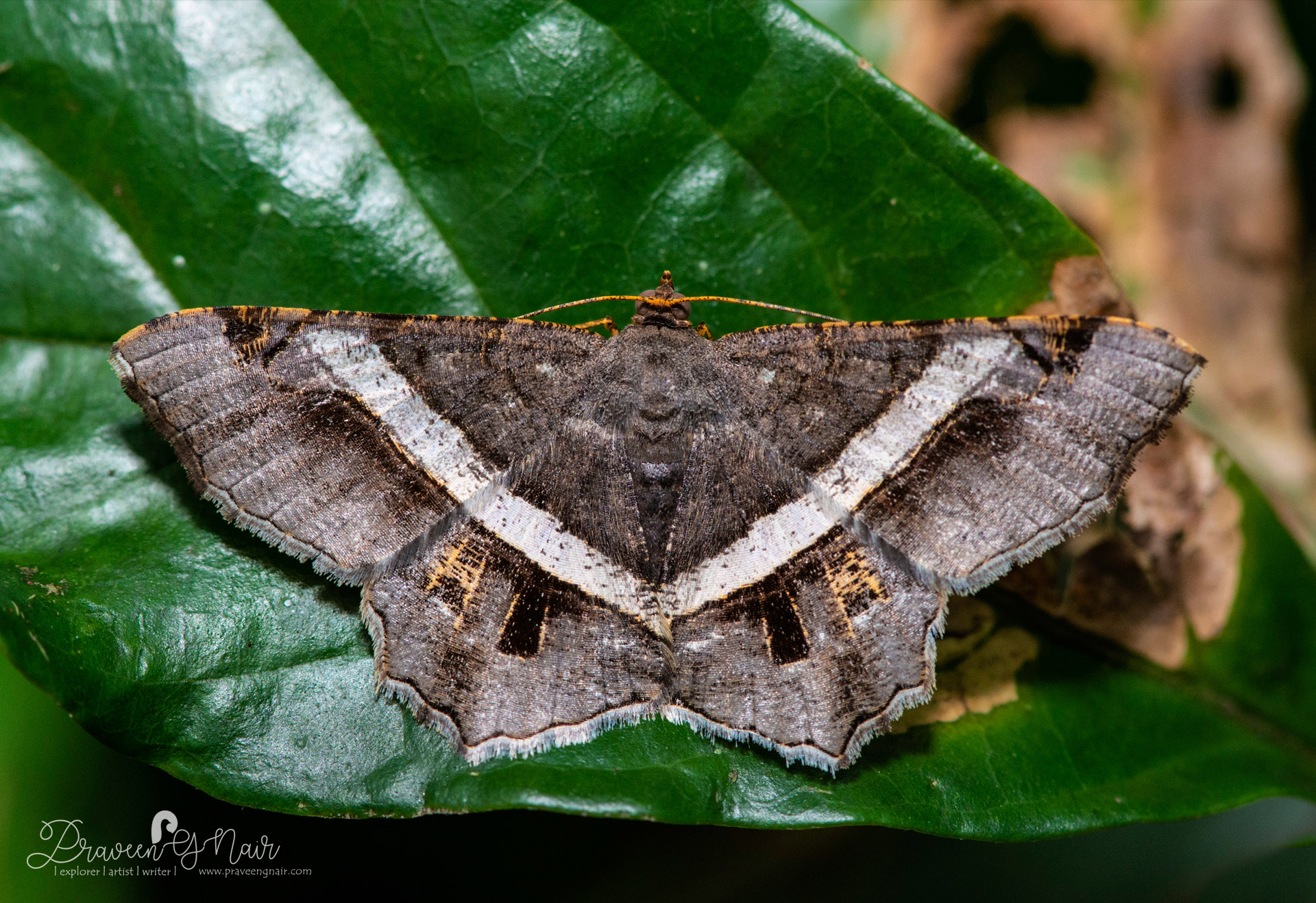 Geometer-moth, Geometridae