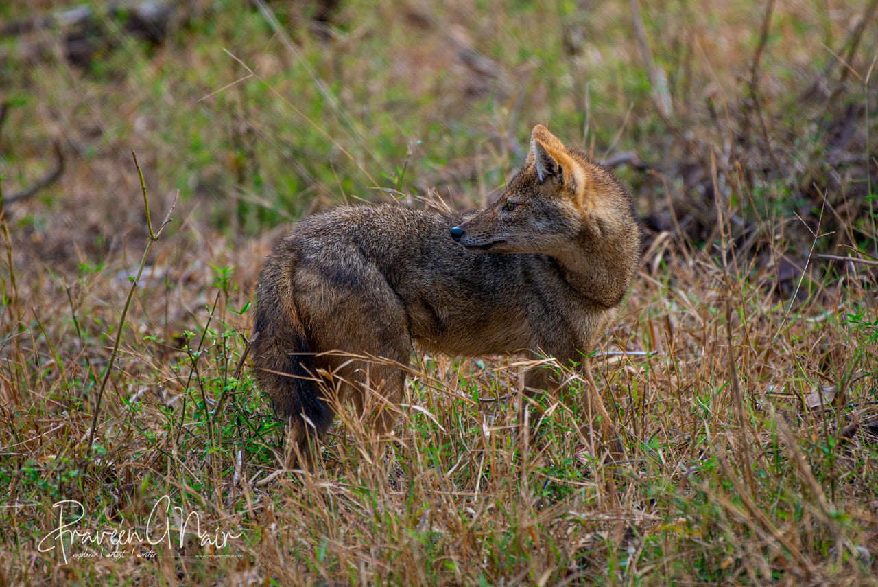 Golden Jackal_Indian Jackal