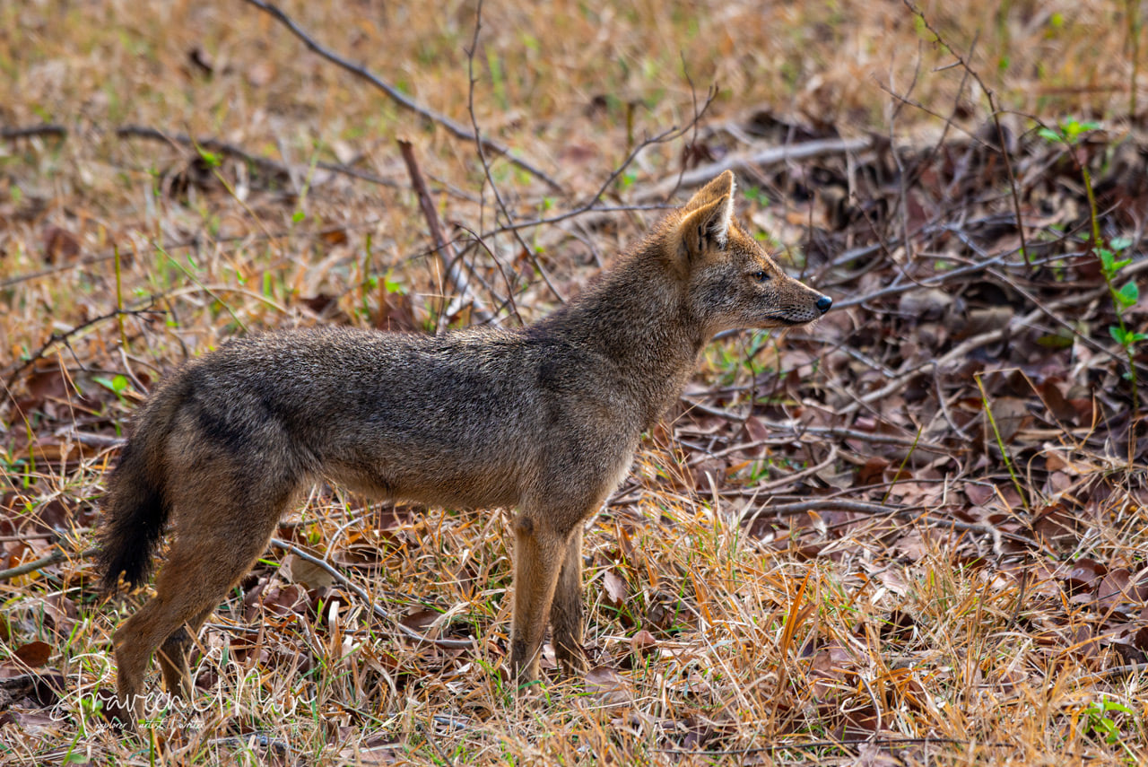 Golden Jackal or Common Jackal
