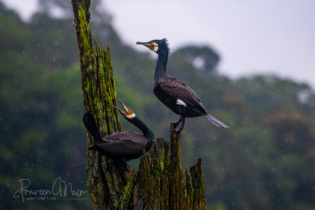 great cormorant pair in rain for sharing love at thekkady