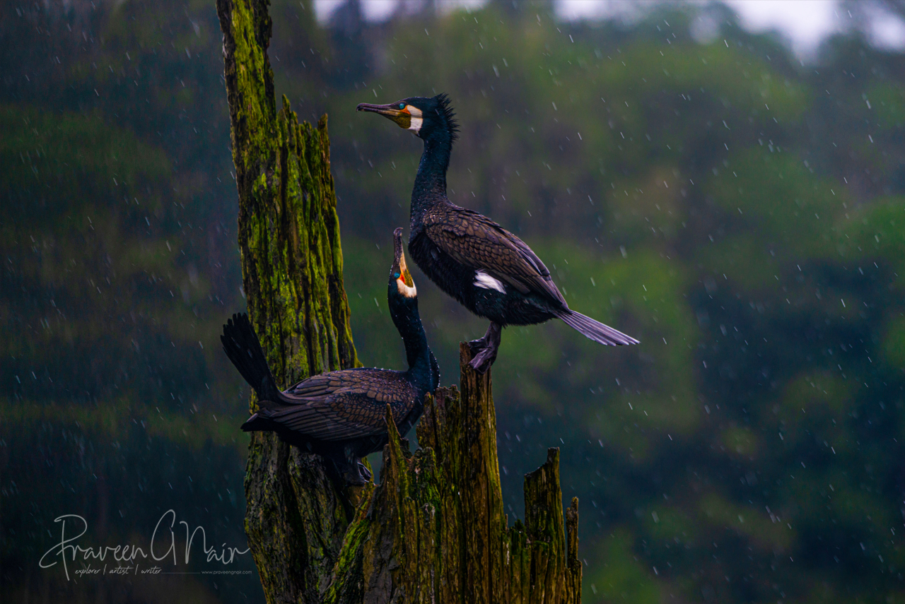 Great cormorant pair, Phalacrocorax carbo