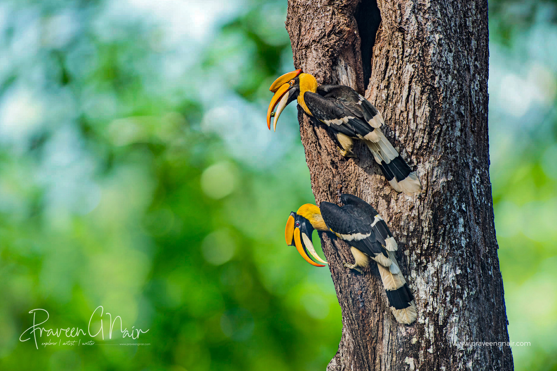 great Indian hornbill Pair, Buceros bicornis Pair
