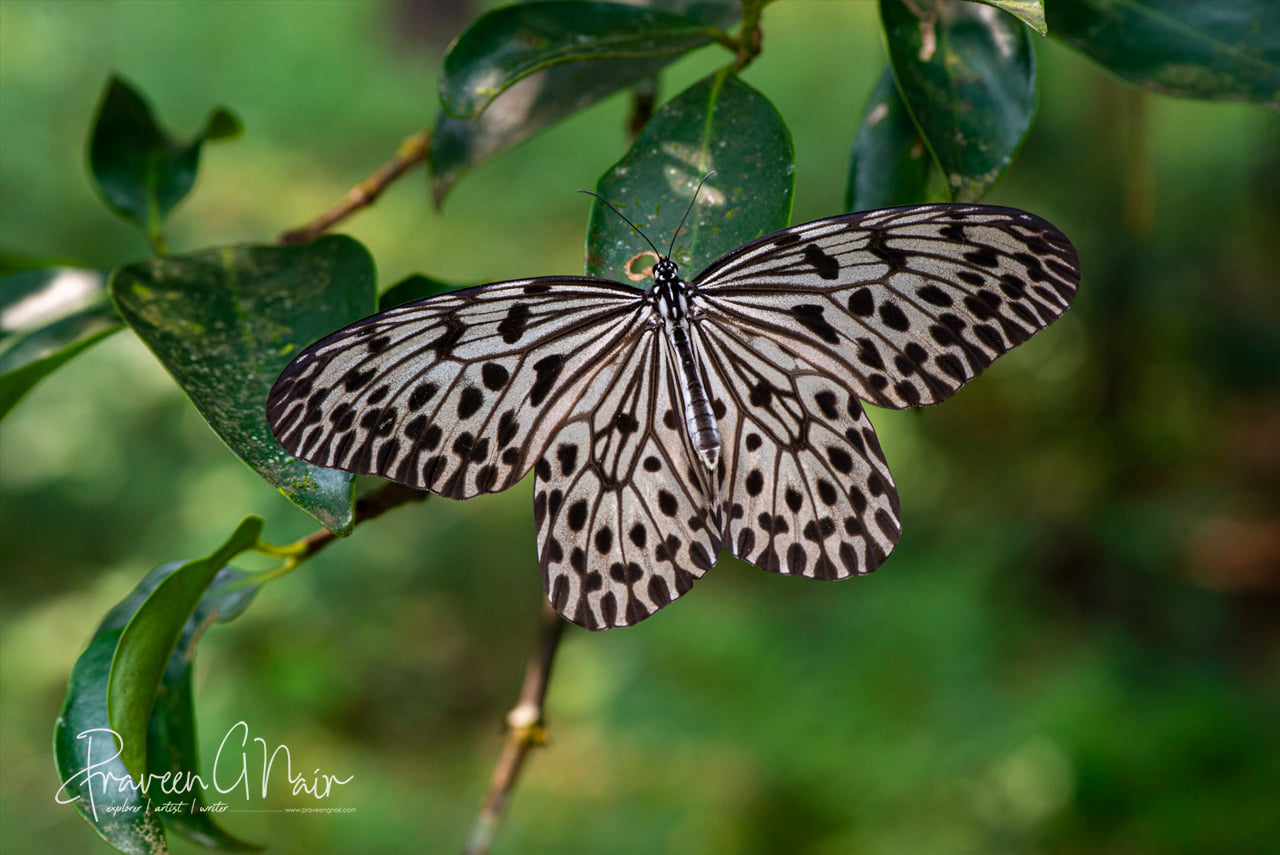 Idea malabarica, Malabar tree nymph