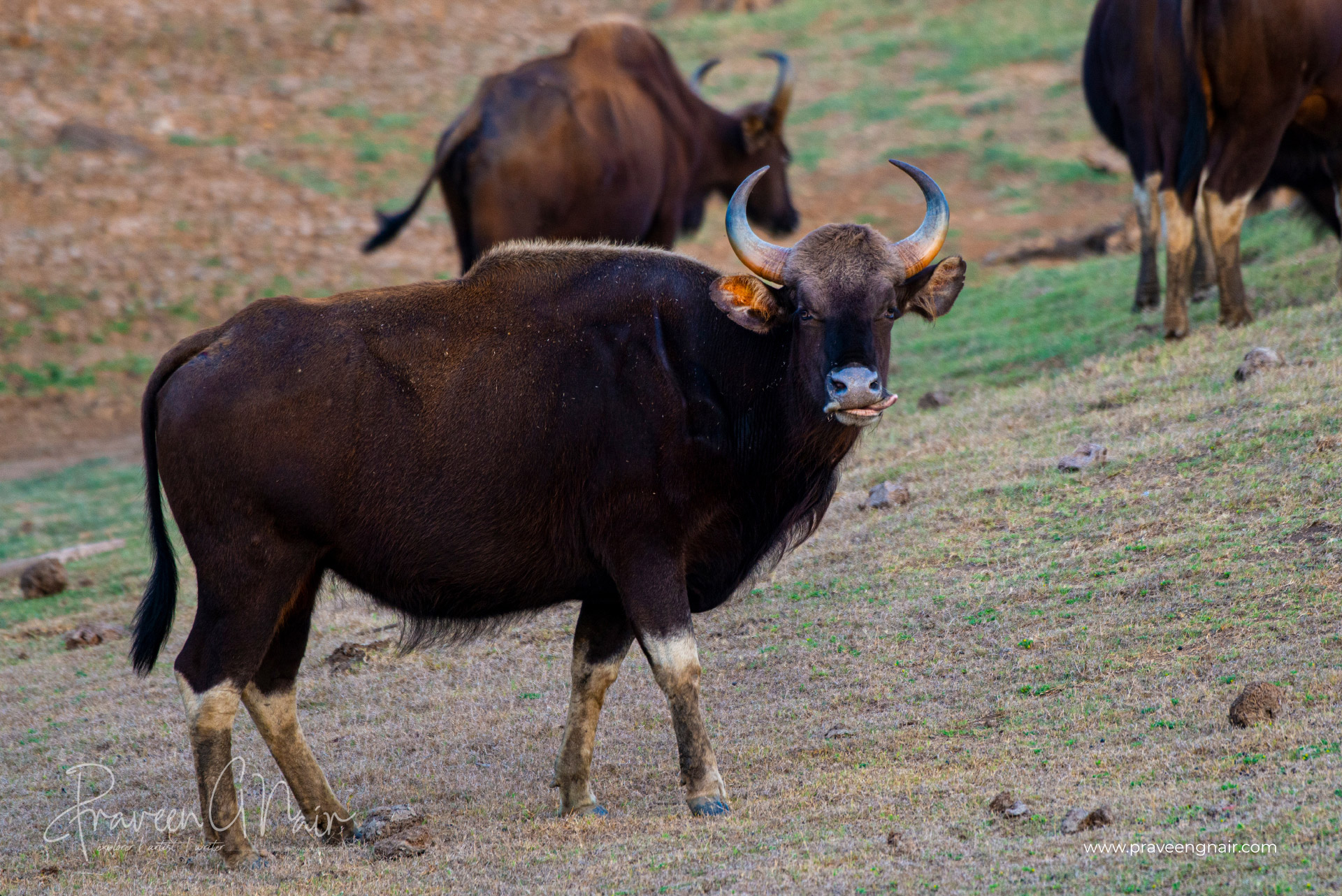Indian bison on Nagarhole National Park