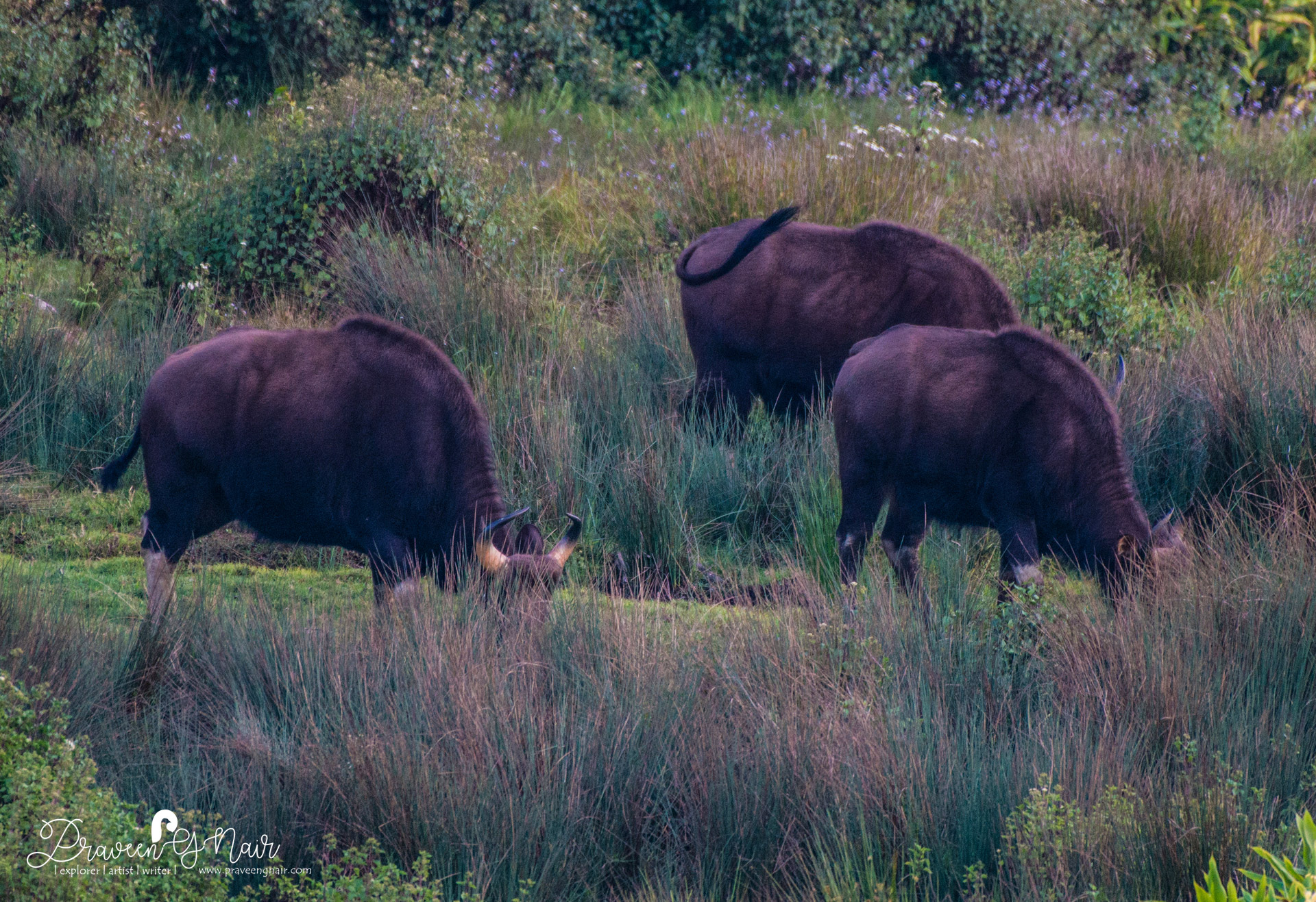 indian bison feeding grass in pampadum shola national park