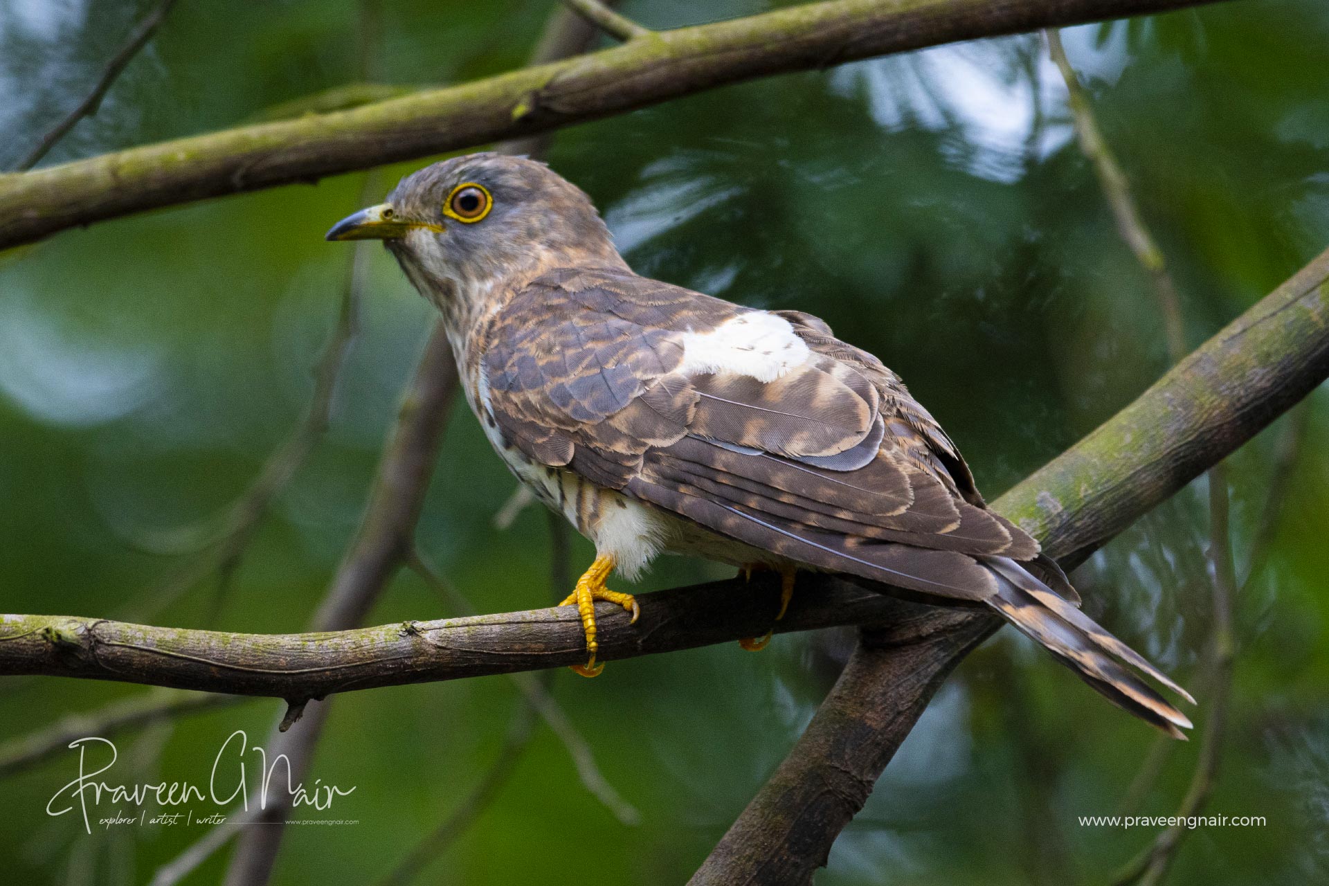 Indian cuckoo_Cuculus micropterus