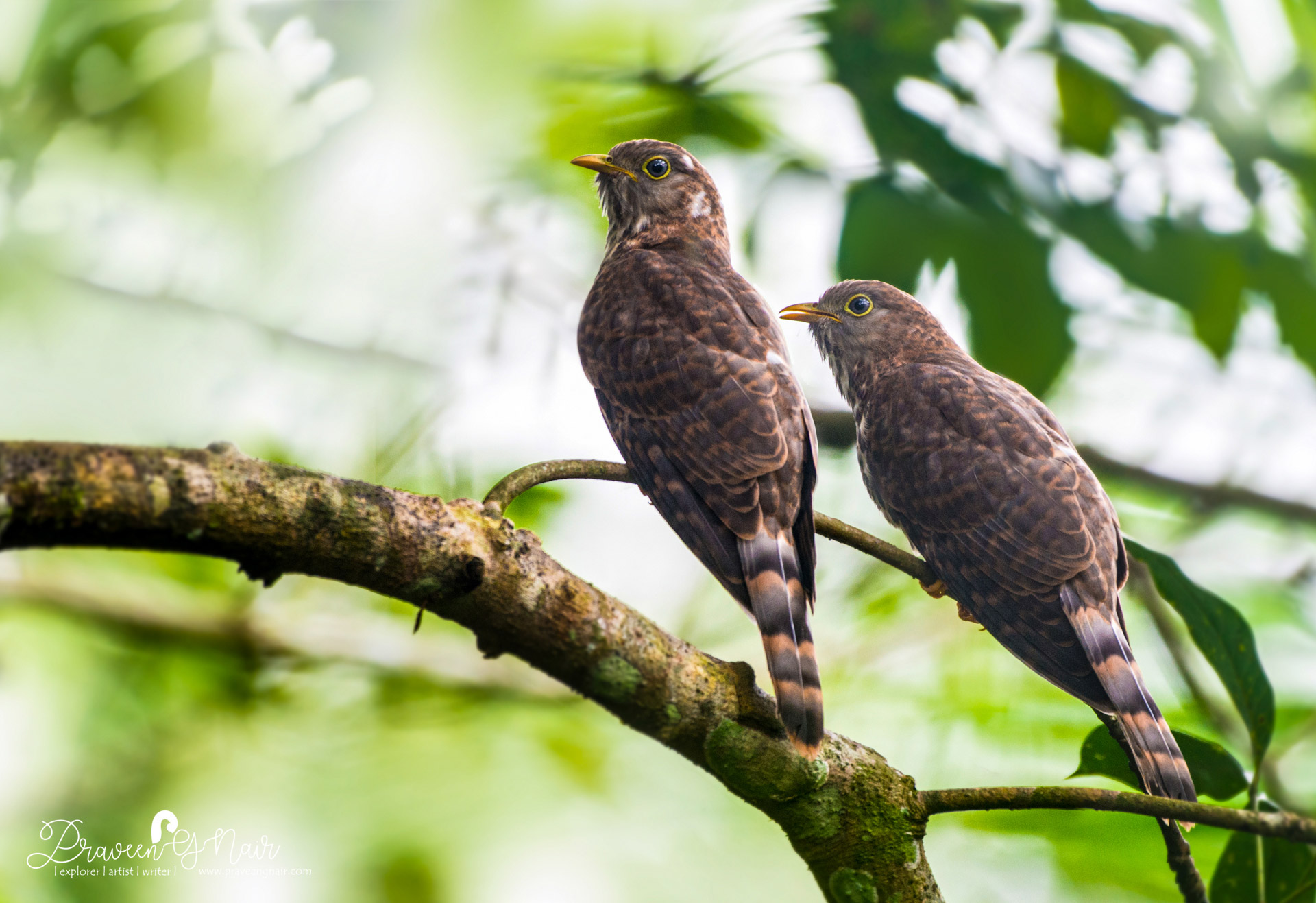 Indian cuckoo Pair, Cuculus micropterus Pair