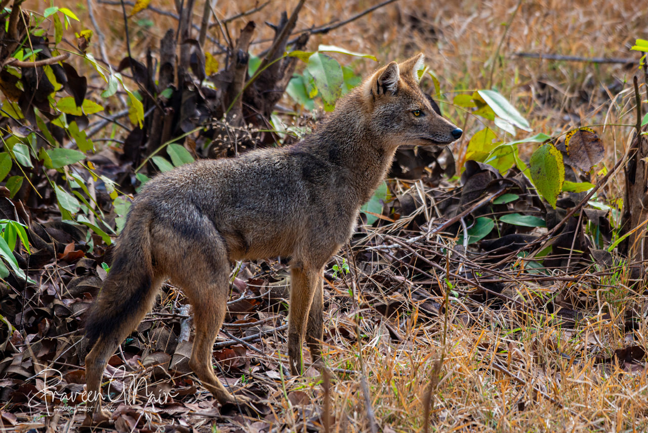Indian or Golden Jackal
