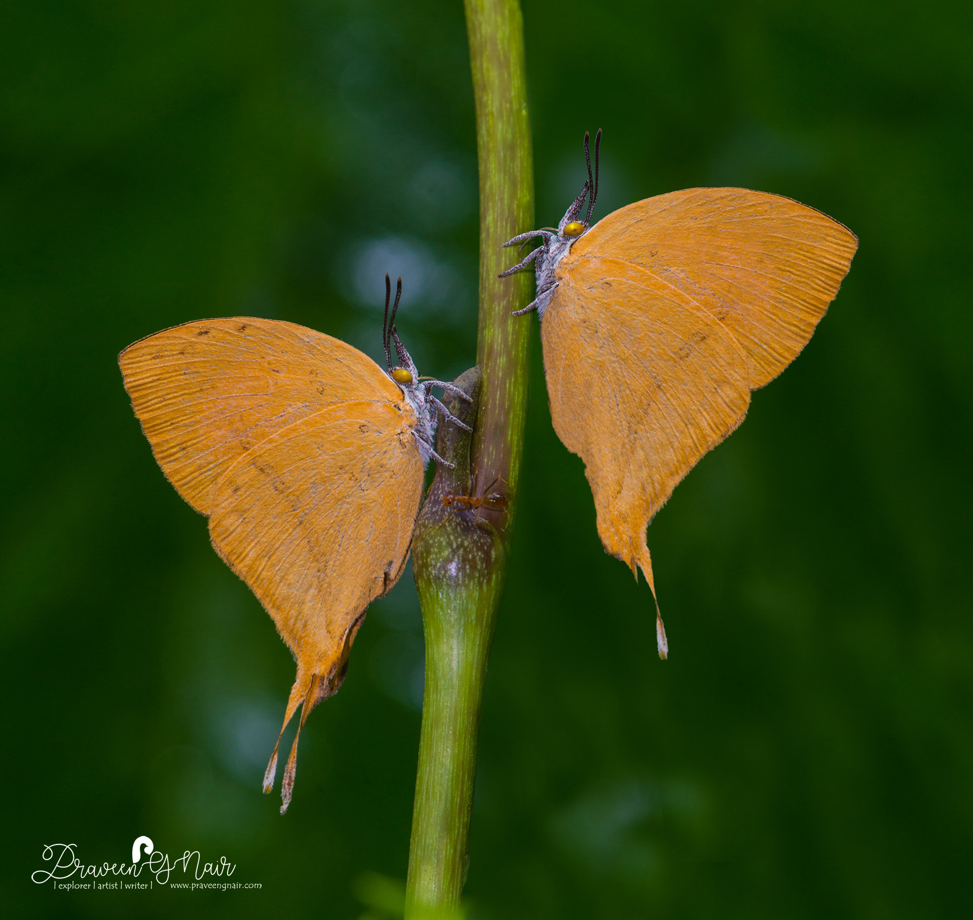 Yamfly, Loxura atymnus