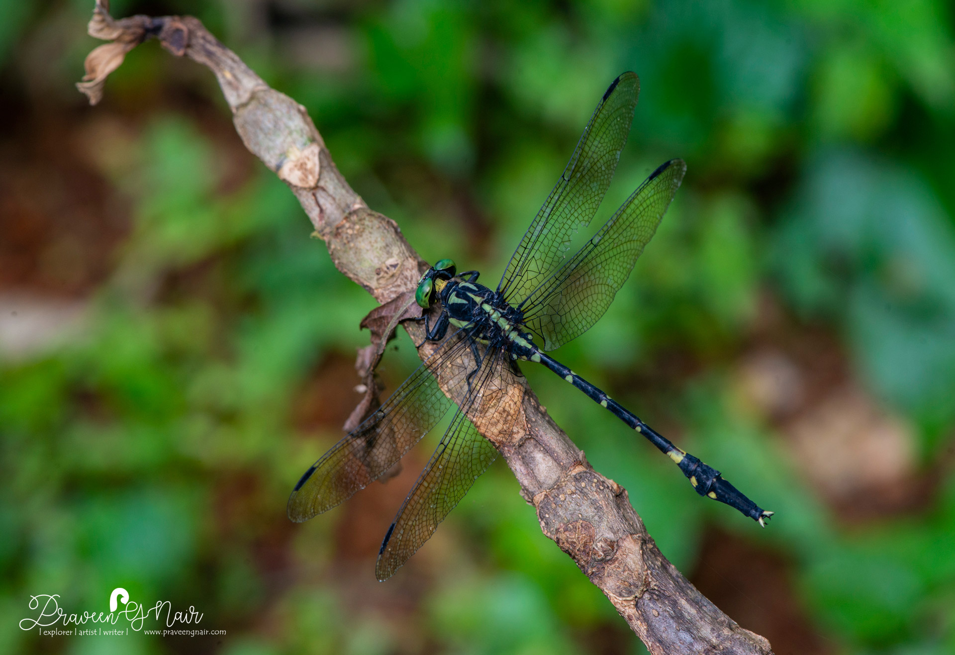 Macrogomphus wynaadicus, Wayanad Bowtail, Wayanad Forktail