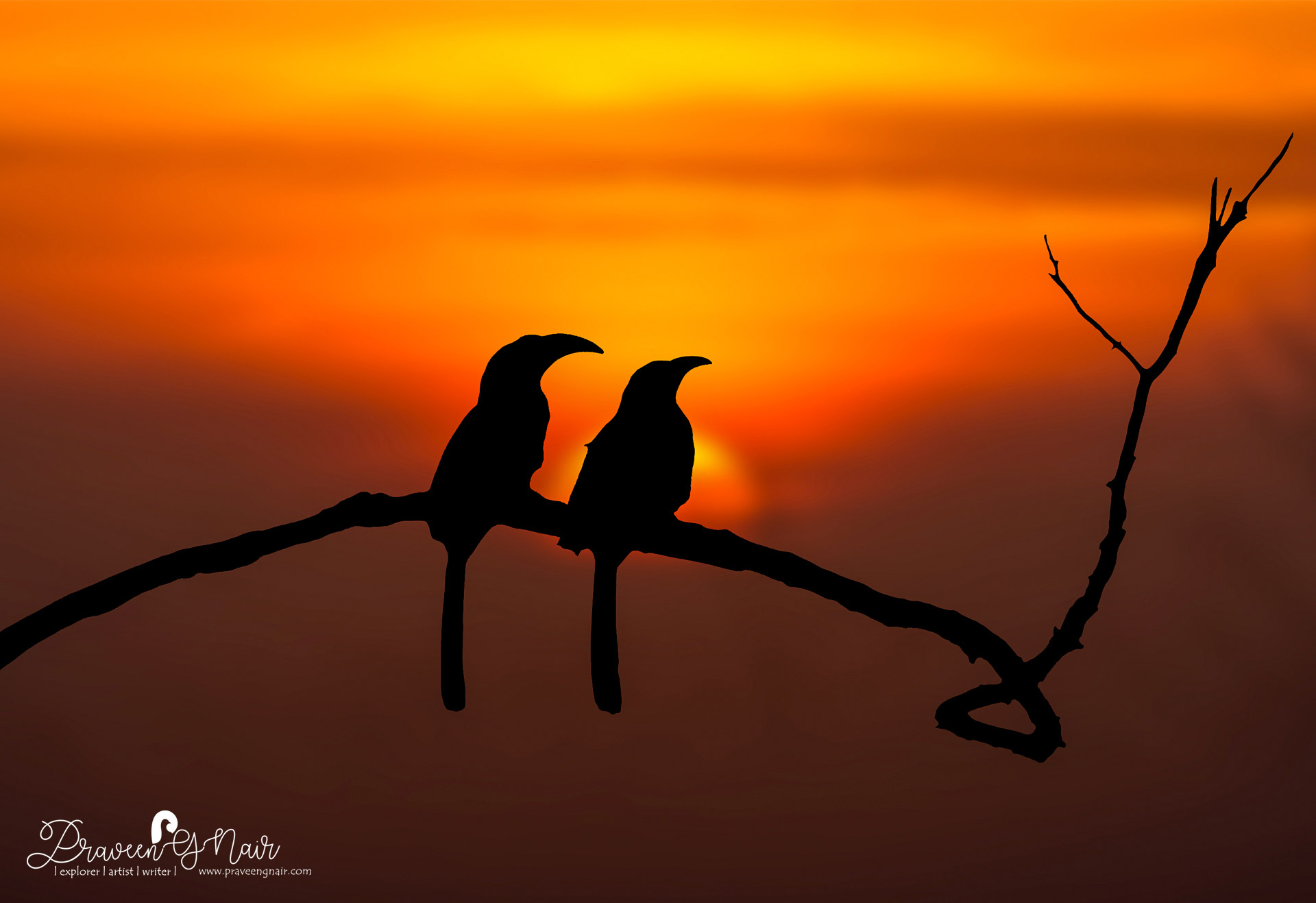 malabar grey hornbill sharing love with its mate in the sunset