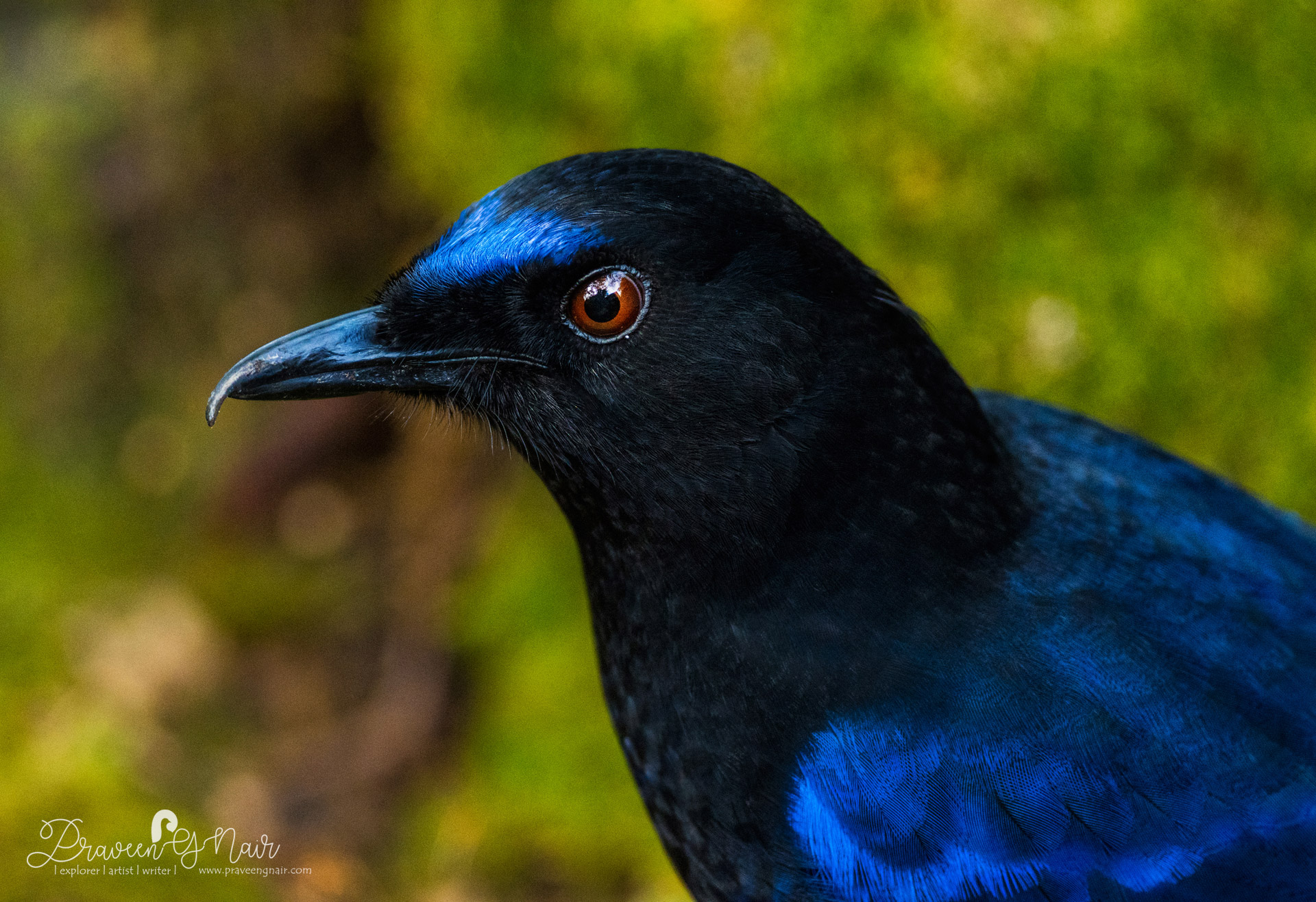 Malabar whistling thrush, Myophonus horsfieldii