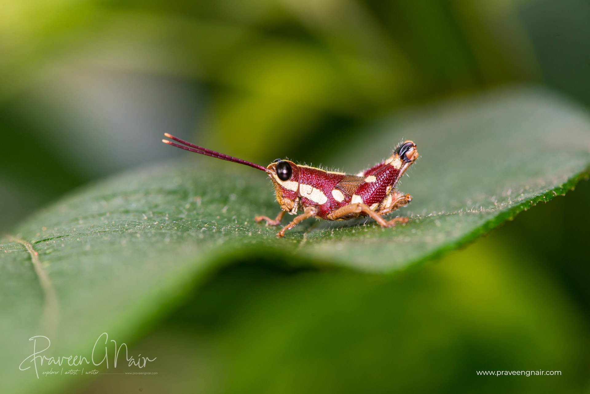 Mopla guttata, Acrididae, Catantopinae