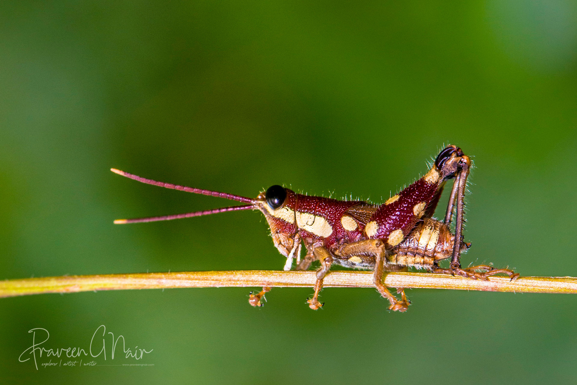 Mopla guttata, Acrididae, Catantopinae