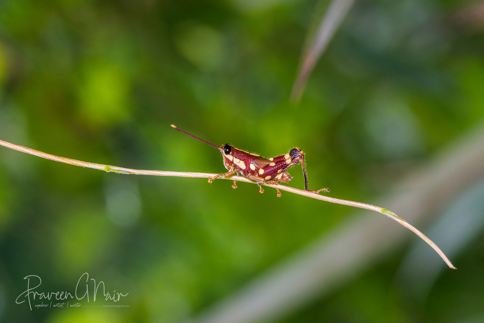Mopla guttata, Acrididae, Catantopinae