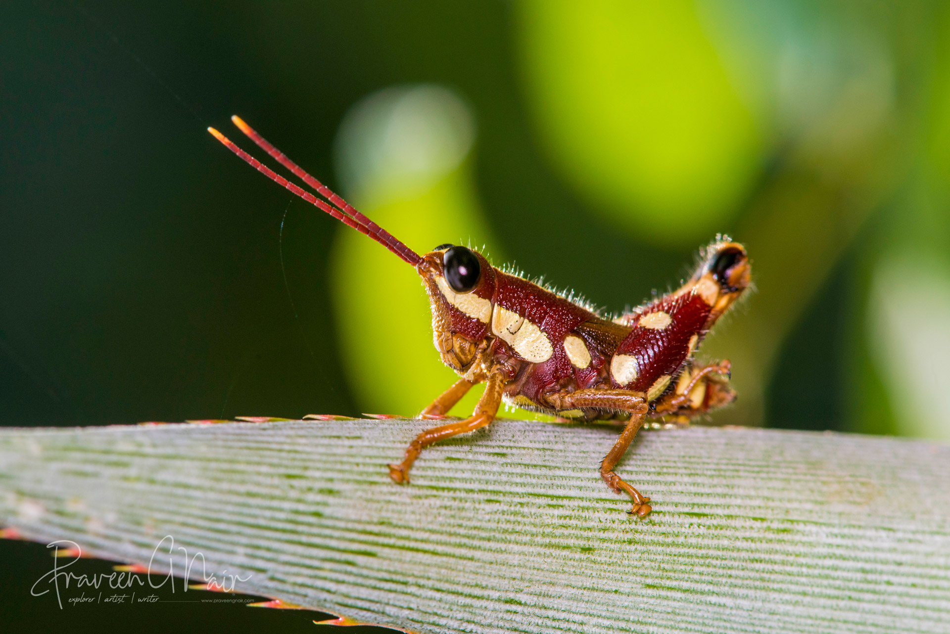 Mopla guttata, Acrididae, Catantopinae