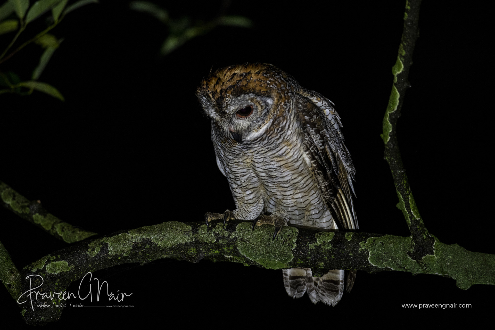 Mottled Wood Owl, Strix ocellata