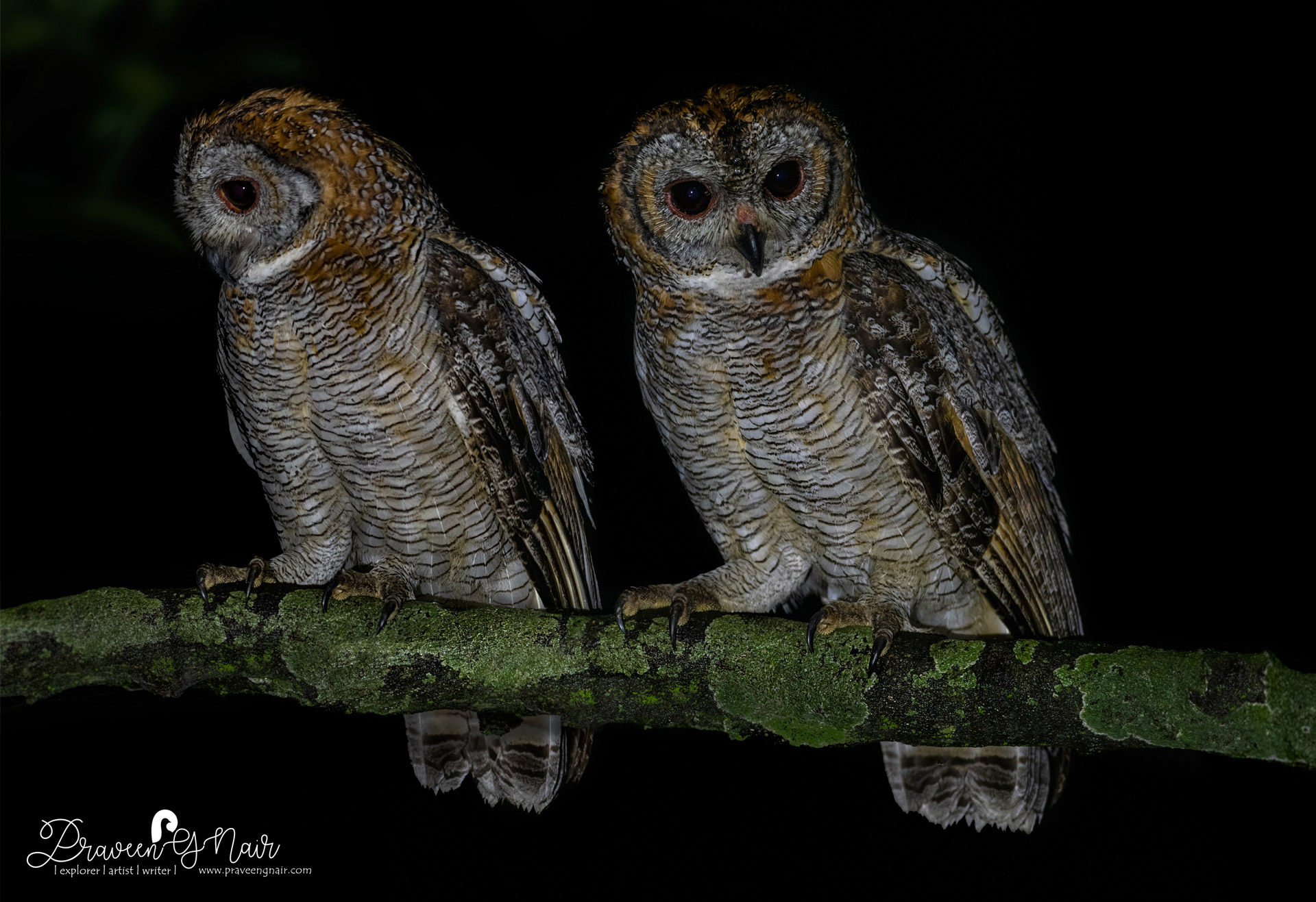 mottled wood owl