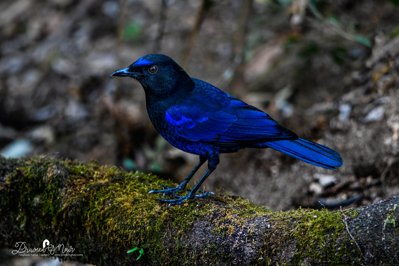 Myophonus-horsfieldii or Malabar-whistling-thrush